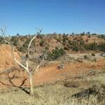 A barren landscape featuring a dry, leafless tree in the foreground, with reddish earth and sparse vegetation in the background under a clear blue sky. Red Rock Canyon mountain bike trail.