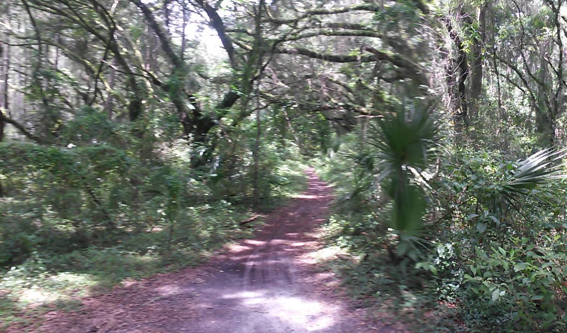 A narrow dirt path winds through a lush green forest, surrounded by tall trees and dense foliage. Sunlight filters through the leaves, casting dappled shadows on the ground. The scenery conveys a sense of tranquility and natural beauty. Santos mountain bike trail.