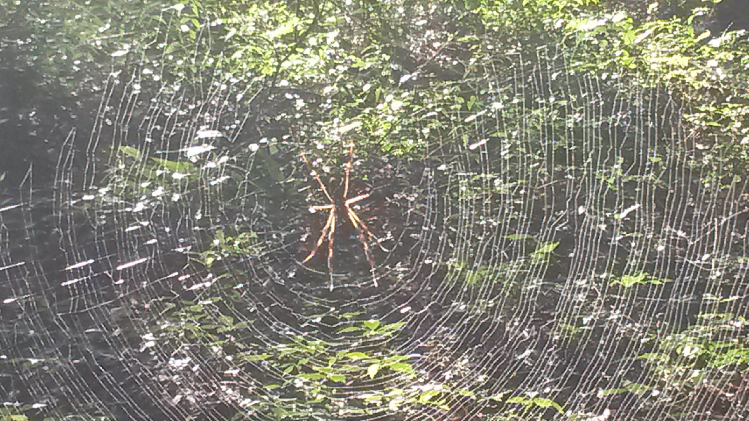 A close-up image of a large spider sitting in the center of its intricate web, surrounded by green foliage and dappled sunlight. The web features a series of concentric circles and radial lines, showcasing the spider's craftsmanship.