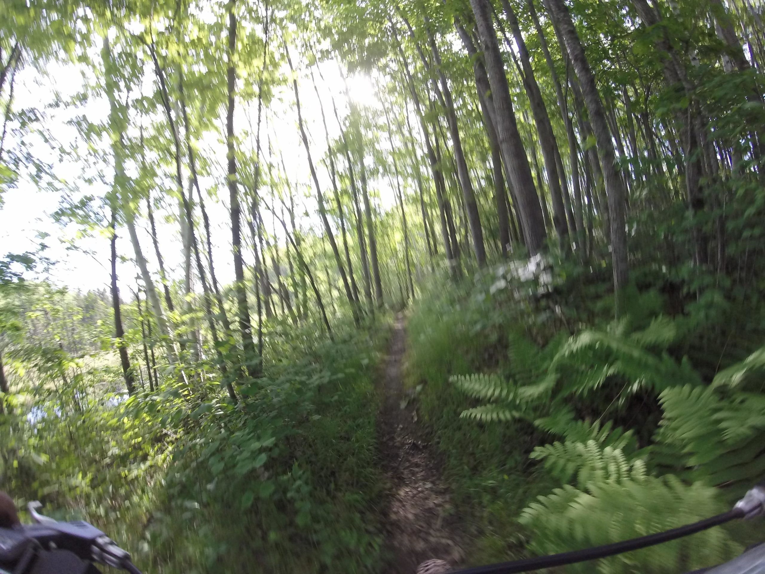A blurry view of a narrow trail winding through a lush, green forest, with tall trees lining either side and sunlight filtering through the leaves. Ferns and underbrush are visible along the path. Hickory Ridge mountain bike trail.