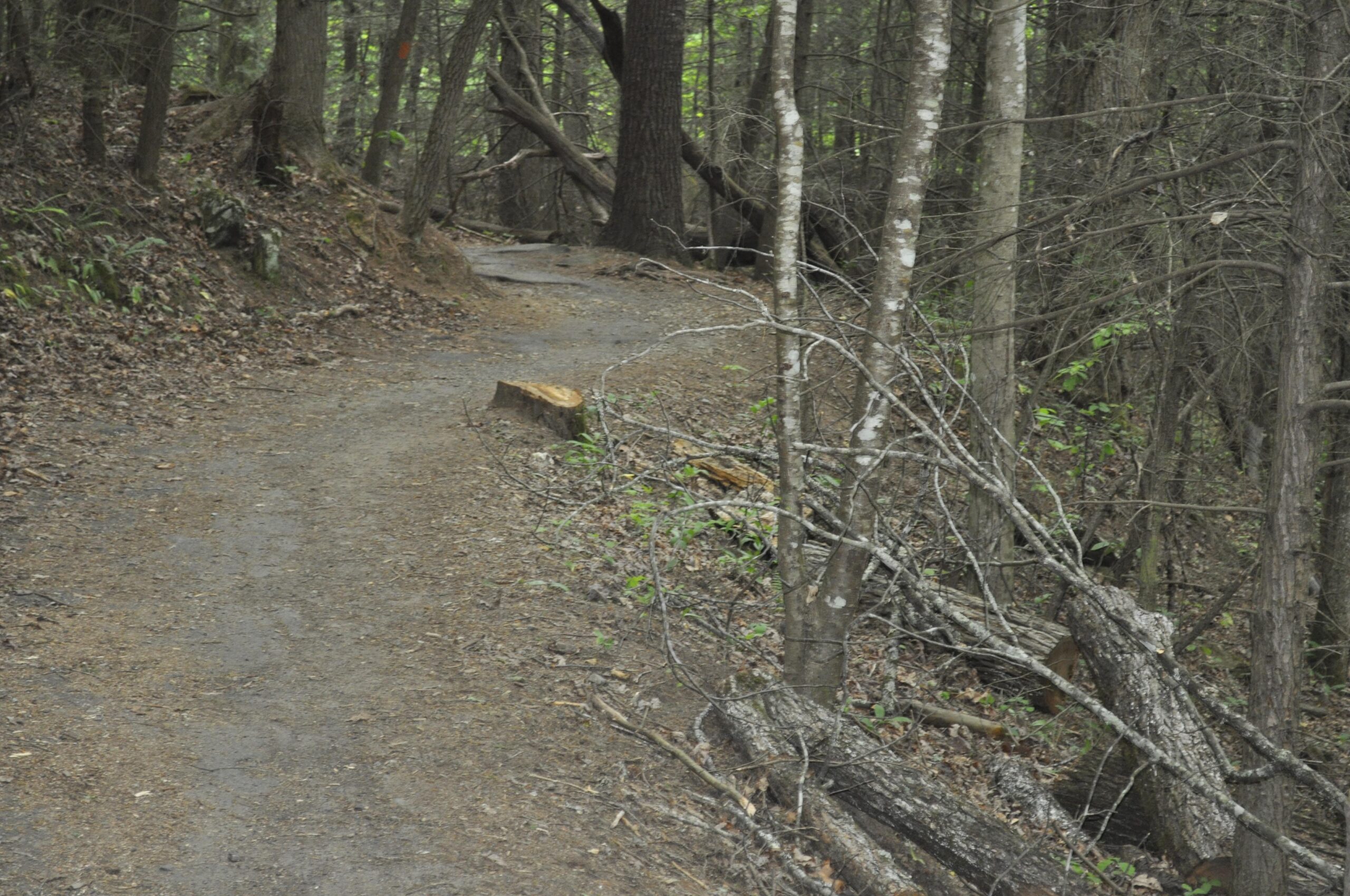 A winding dirt path through a dense forest, surrounded by trees and scattered fallen branches. The ground is covered in leaves and dirt, with some tree stumps visible along the sides of the trail. Soft natural light filters through the foliage, creating a serene and peaceful atmosphere. Bent Creek mountain bike trail.
