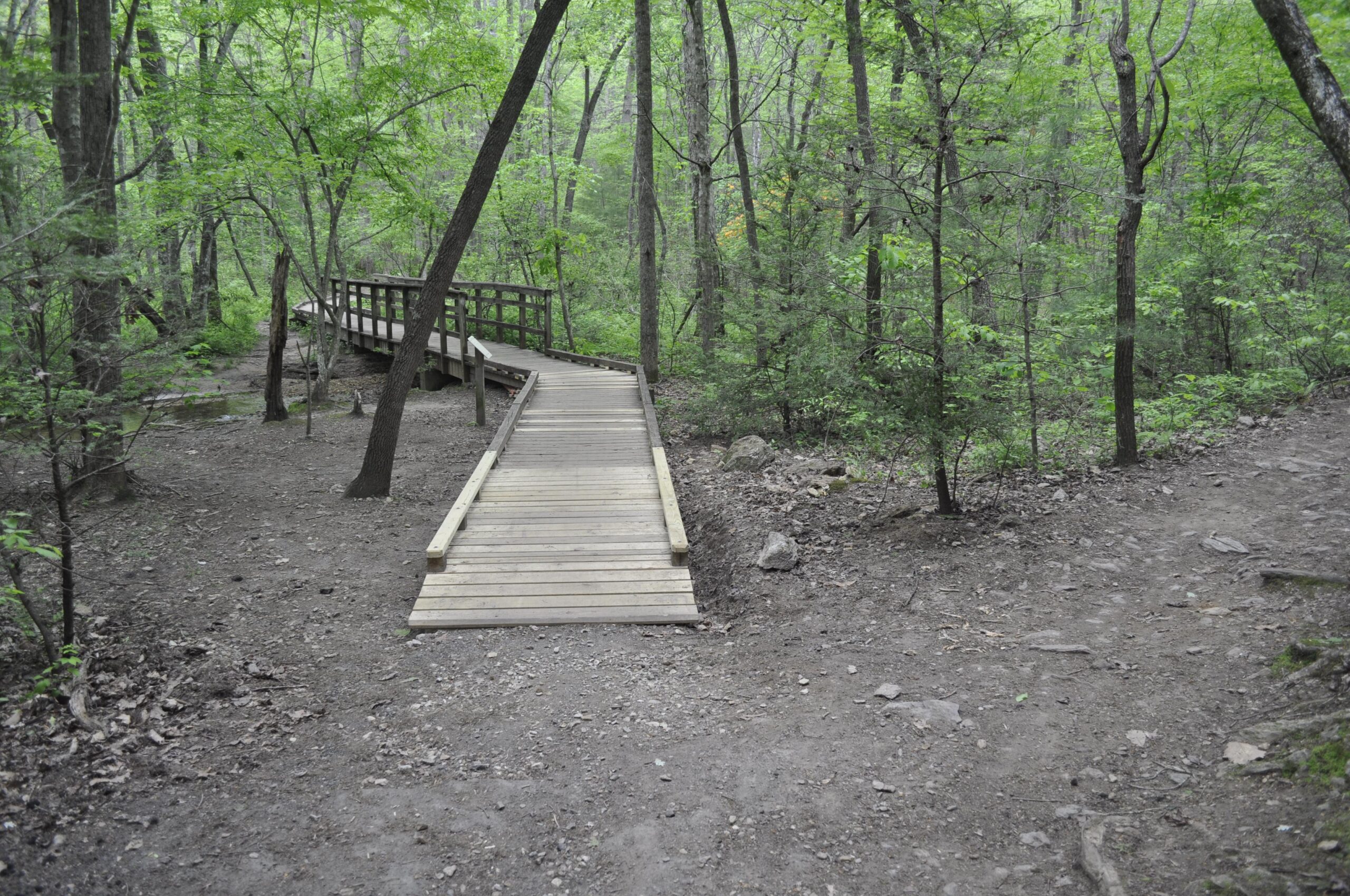A wooden bridge crossing over a small stream in a lush green forest, with a rocky trail diverging to the right. The scene features a variety of trees and dense foliage, creating a serene and natural atmosphere. Bent Creek mountain bike trail.
