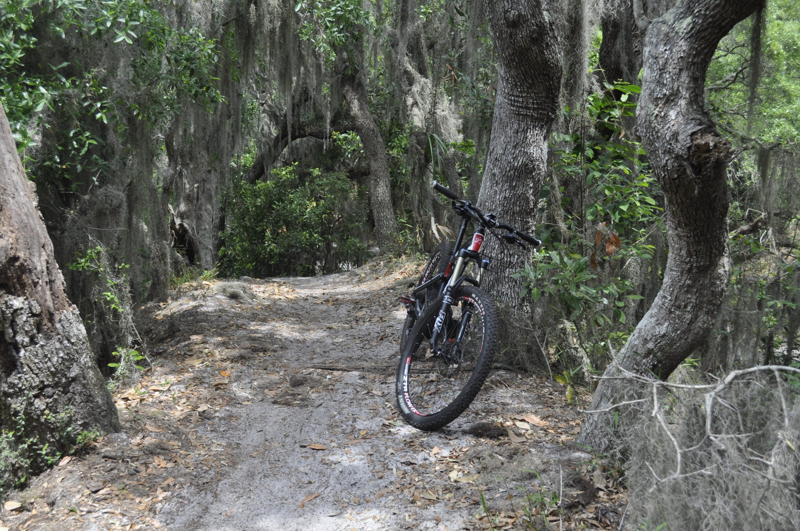 A mountain bike leaning against a tree on a narrow, sandy trail surrounded by lush greenery and moss-covered trees. Ft. Clinch State Park mountain bike trail.