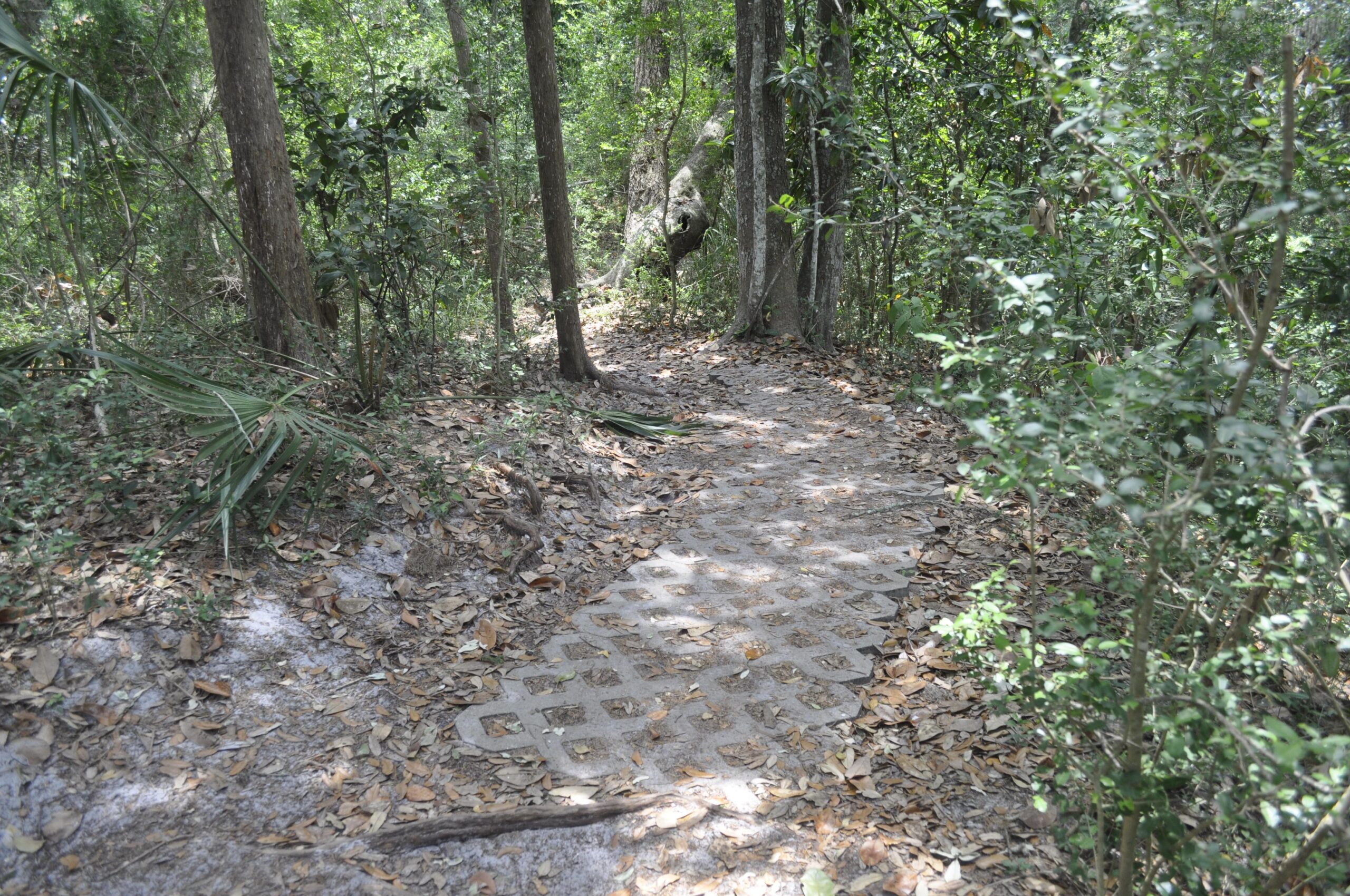 A narrow path made of interlocking stones winds through a dense forest, surrounded by trees and underbrush. The ground is covered with fallen leaves, and patches of sunlight break through the leafy canopy above. Ft. Clinch State Park mountain bike trail.