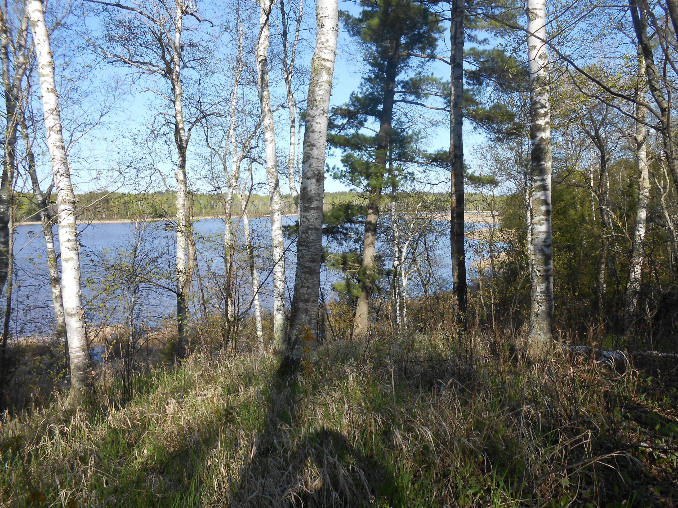 A tranquil view of a lakeside scene, featuring slender white birch trees and lush greenery in the foreground. The lake, reflecting the clear blue sky, is visible through the trees, surrounded by a diverse landscape of vegetation. Pokegama mountain bike trail.