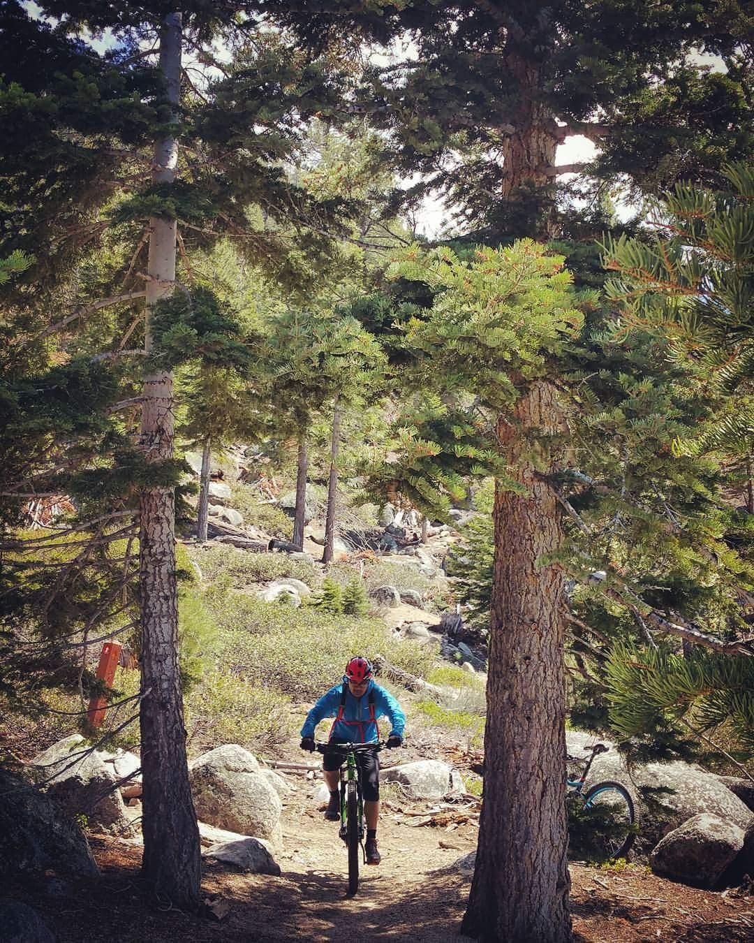A mountain biker navigates a dirt trail framed by tall trees, surrounded by rocky terrain and greenery. The cyclist is wearing a helmet and a bright blue jacket, with their bike positioned nearby. Sunlight filters through the trees, highlighting the natural beauty of the forested area. Tahoe Rim Trail mountain bike trail.