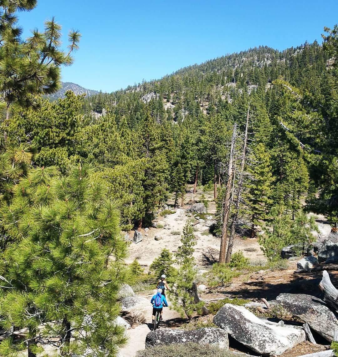 A person hiking on a rocky trail surrounded by tall pine trees and a mountainous landscape under a clear blue sky. Tahoe Rim Trail mountain bike trail.