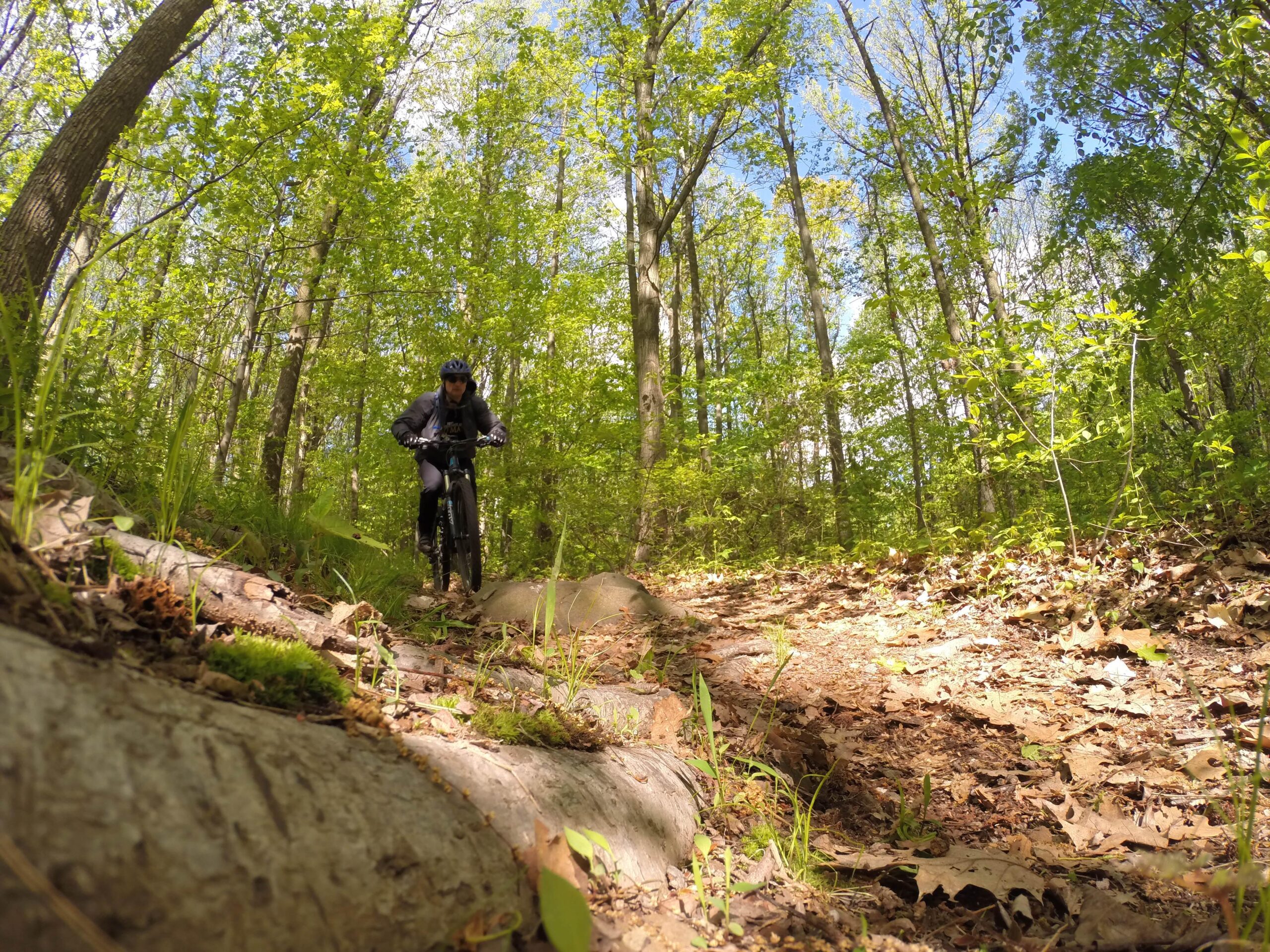 A mountain biker navigating a trail covered with leaves and tree roots, surrounded by lush green trees and a clear blue sky. Richmond Avenue and Forest Hill road mountain bike trail.