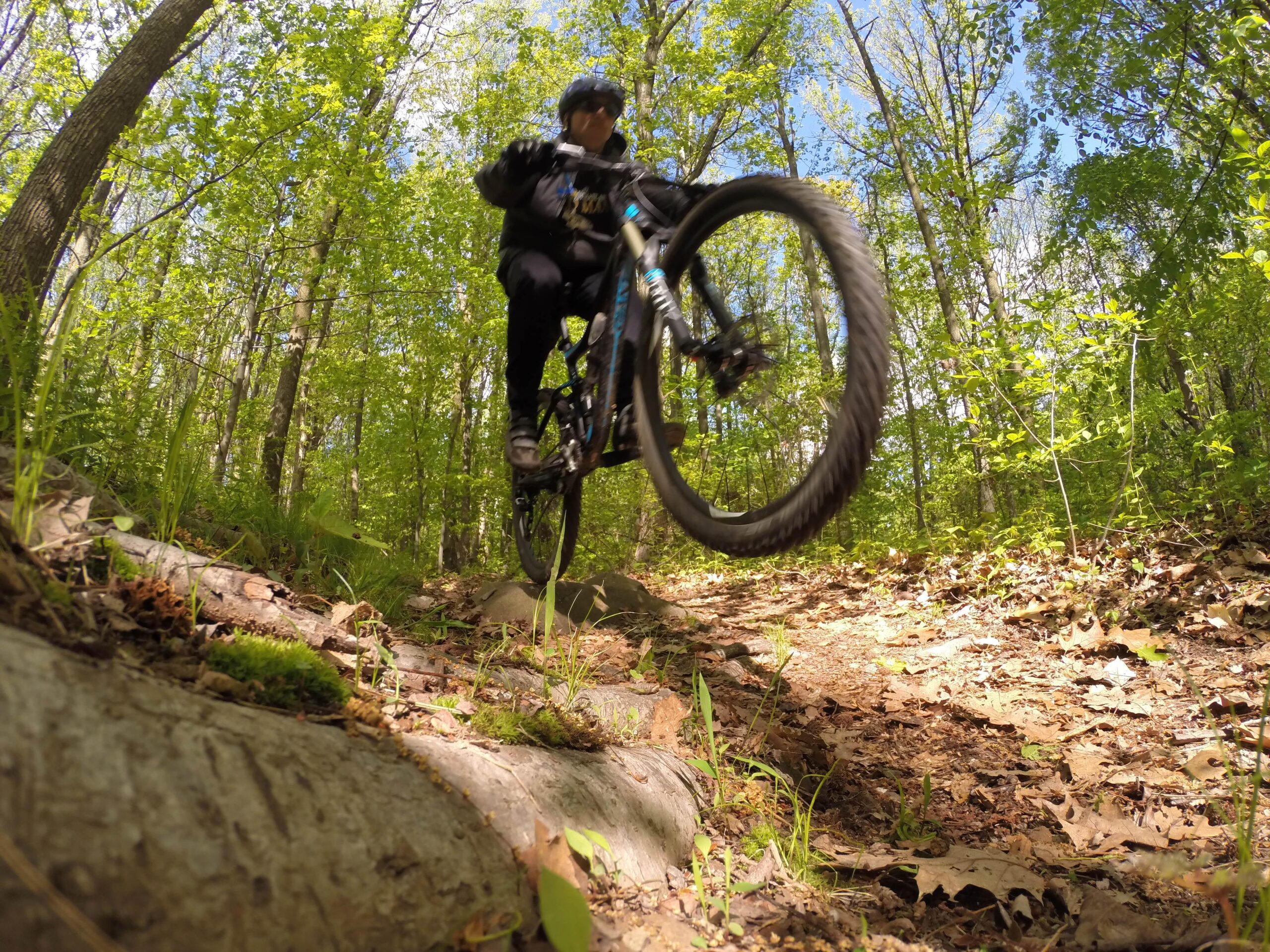 A mountain biker performs a jump over a root-covered trail in a lush, green forest, with trees and bright blue sky in the background. Richmond Avenue and Forest Hill road mountain bike trail.