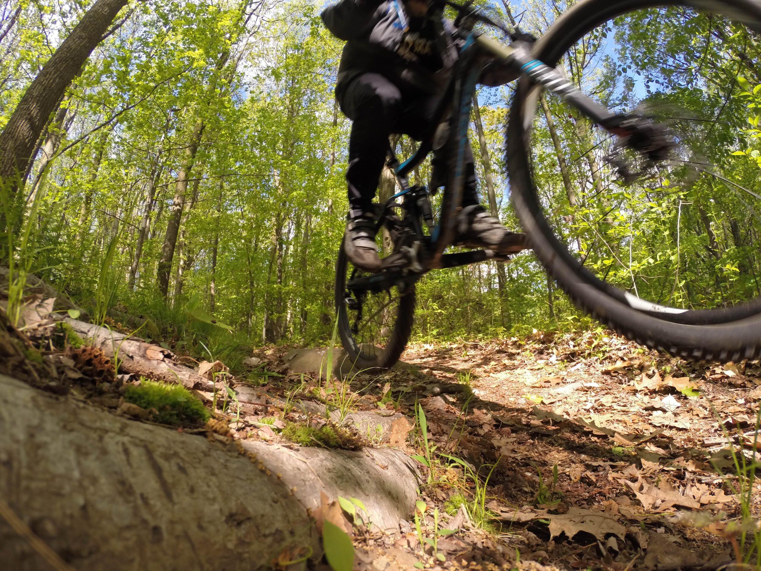 A mountain biker is captured mid-air while jumping over a tree root on a forest trail, surrounded by vibrant green foliage and dappled sunlight filtering through the leaves. The focus is on the bike and rider, emphasizing the action and excitement of the outdoor sport. Richmond Avenue and Forest Hill road mountain bike trail.