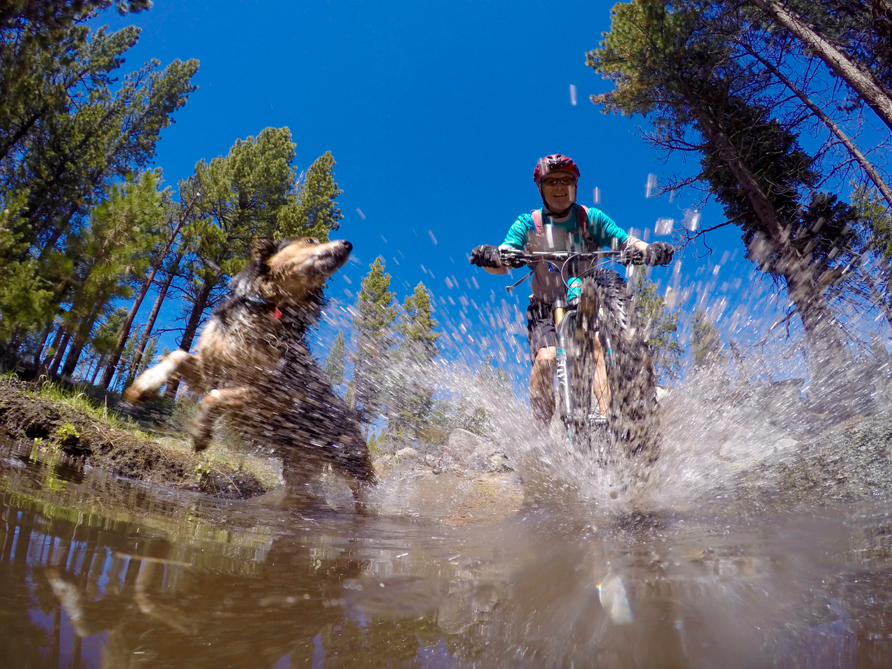 Why Dogs are the Best MTB Companions Team No Excuses Singletracks