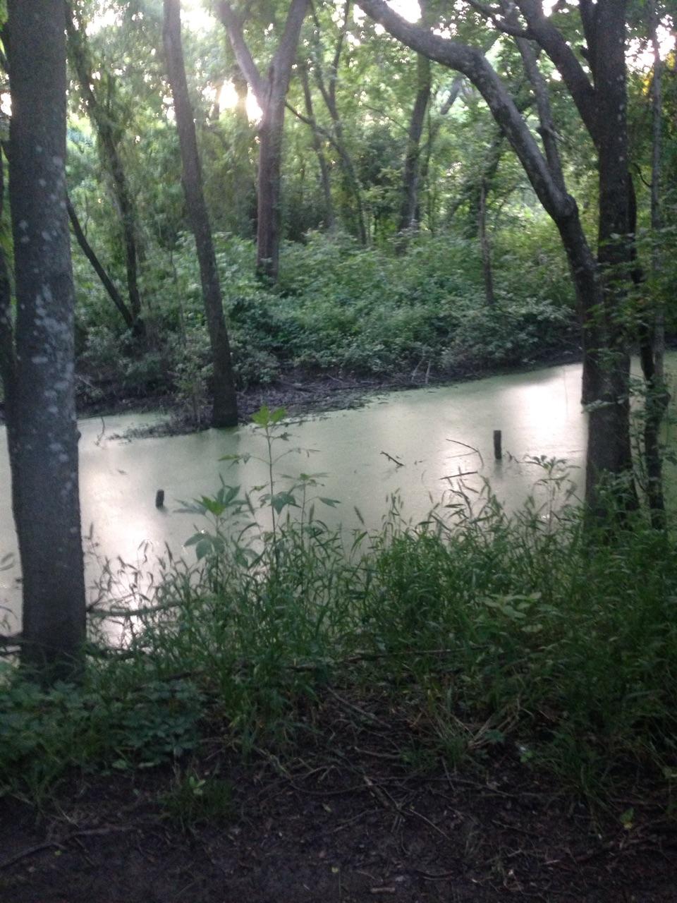 A serene natural scene depicting a lush, green wooded area with tall trees surrounding a still, greenish pond covered with algae. The foreground features tall grasses and underbrush, while dappled sunlight filters through the leaves, creating a tranquil atmosphere. Rowlett Creek Preserve mountain bike trail.