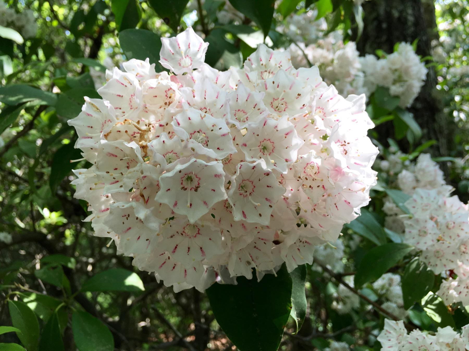 A cluster of white flowers with subtle pink markings, surrounded by green leaves in a natural setting. Bracken Preserve mountain bike trail.