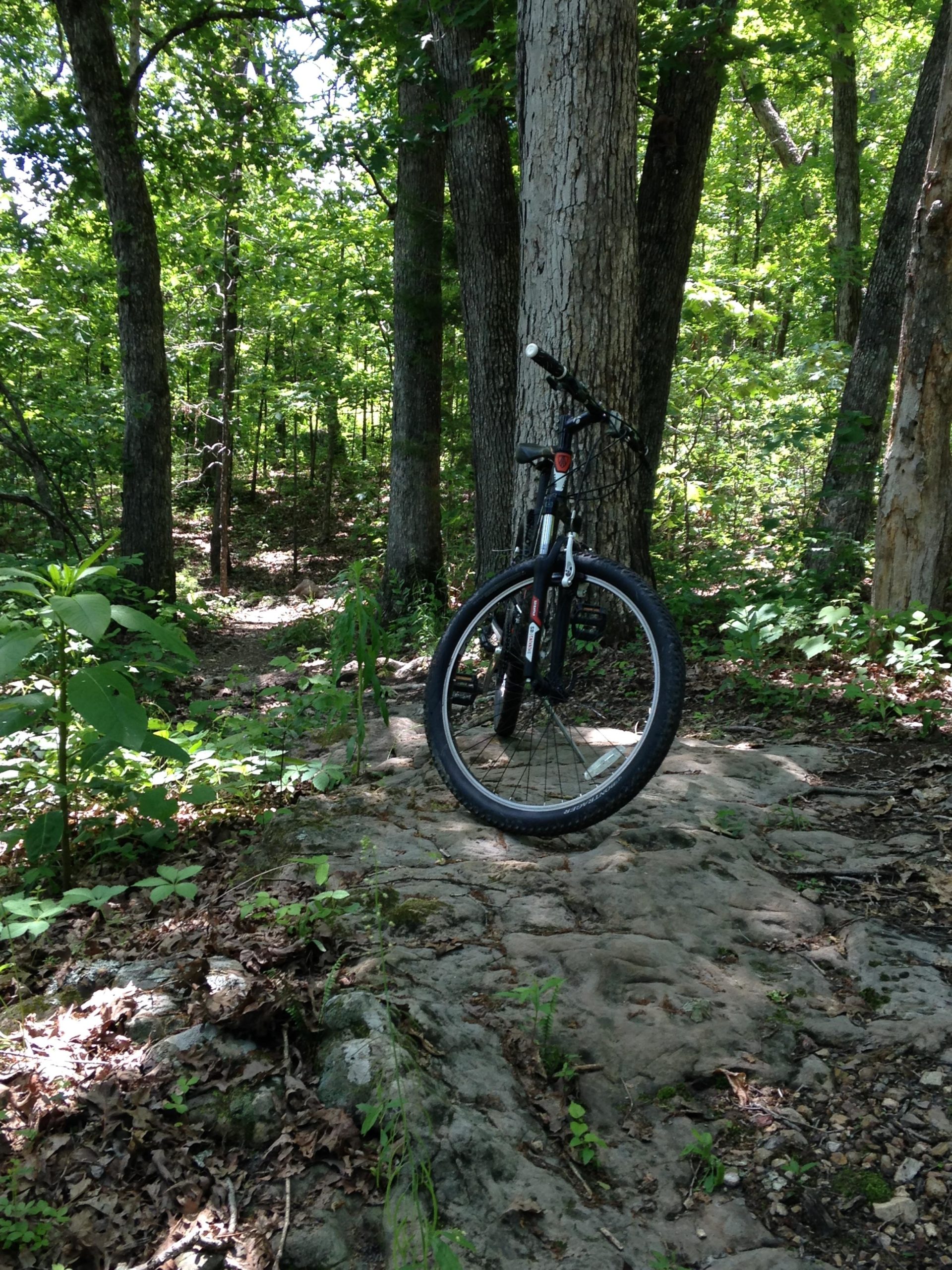 A mountain bike resting on a rocky path surrounded by lush green trees and foliage in a wooded area. Sunlight filters through the leaves, creating a serene outdoor atmosphere. Forest City Trail mountain bike trail.