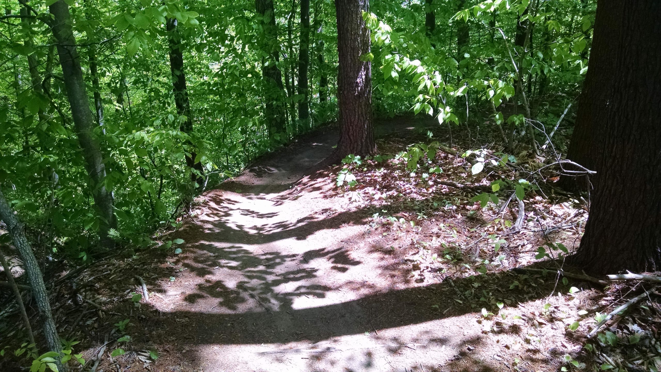 A sunlit hiking trail winding through a lush green forest, surrounded by tall trees and vibrant leaves. Shadows cast along the path create a natural contrast against the earthy ground, inviting exploration of the serene outdoor environment. Luther Forest mountain bike trail.