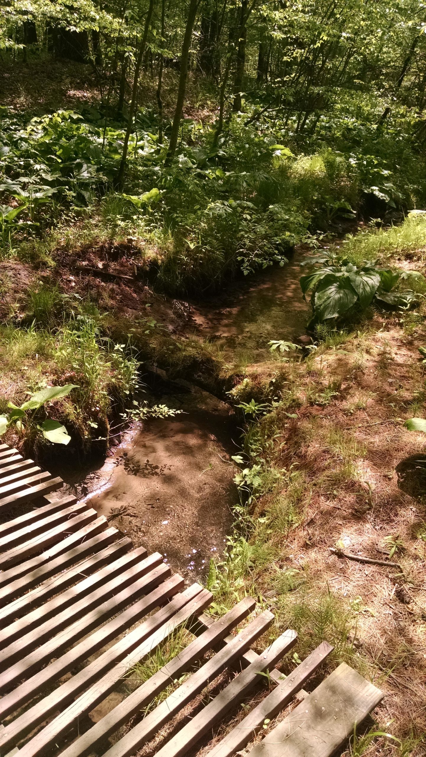 A serene woodland scene featuring a small, clear stream meandering through lush greenery. A wooden footbridge made of slats crosses over the stream, surrounded by vibrant plants and trees, with dappled sunlight filtering through the leaves. Luther Forest mountain bike trail.