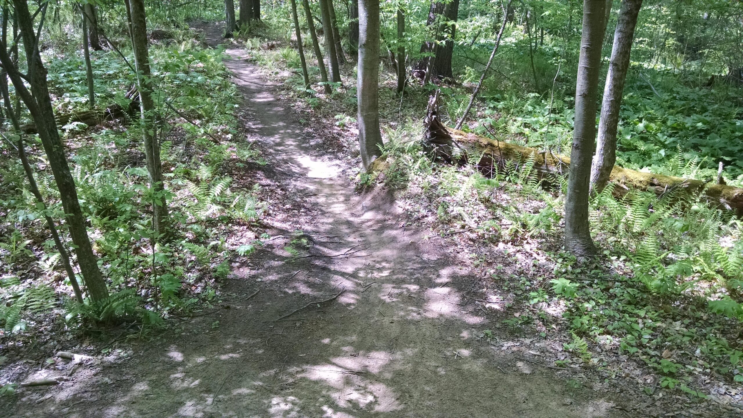 A dirt path winding through a lush green forest, surrounded by trees and ferns, with sunlight filtering through the leaves, creating dappled shadows on the ground. Luther Forest mountain bike trail.