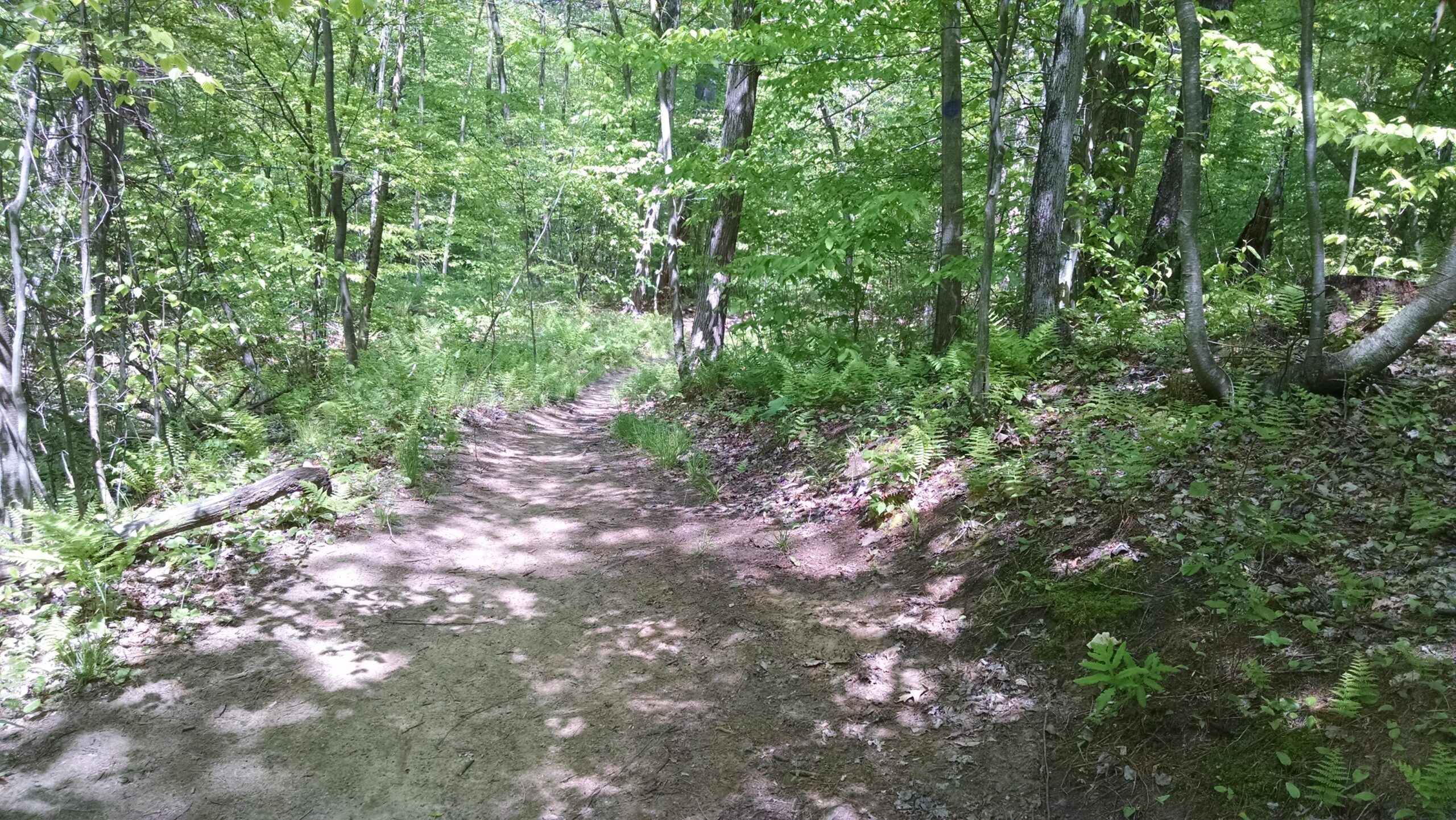 A dirt path winding through a lush green forest, surrounded by trees and ferns, with dappled sunlight creating shadows on the ground. Luther Forest mountain bike trail.