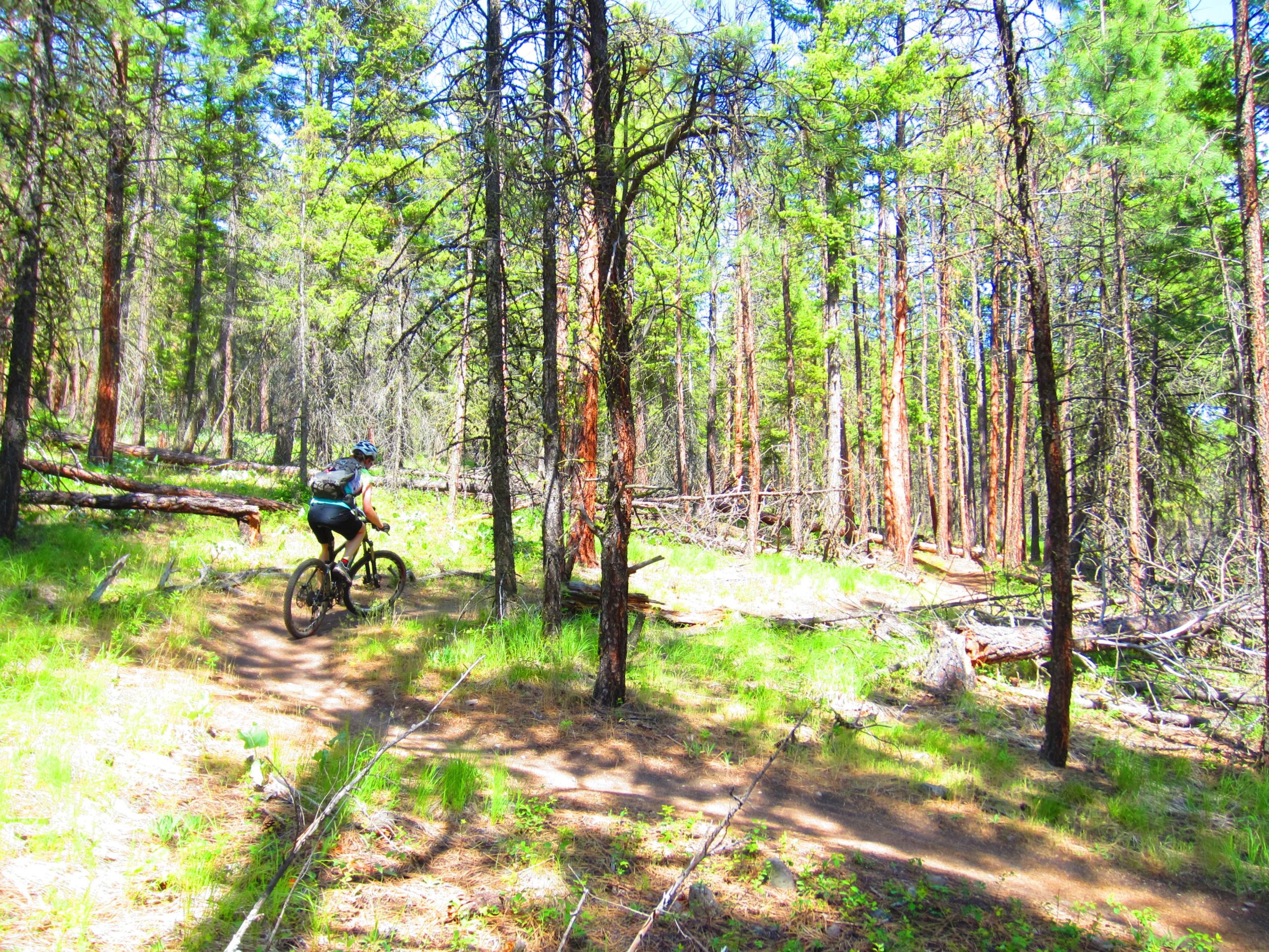 A mountain biker navigates a dirt trail through a lush green forest, surrounded by tall trees and scattered fallen logs. Sunlight filters through the foliage, creating a vibrant outdoor scene. Smith Creek mountain bike trail.