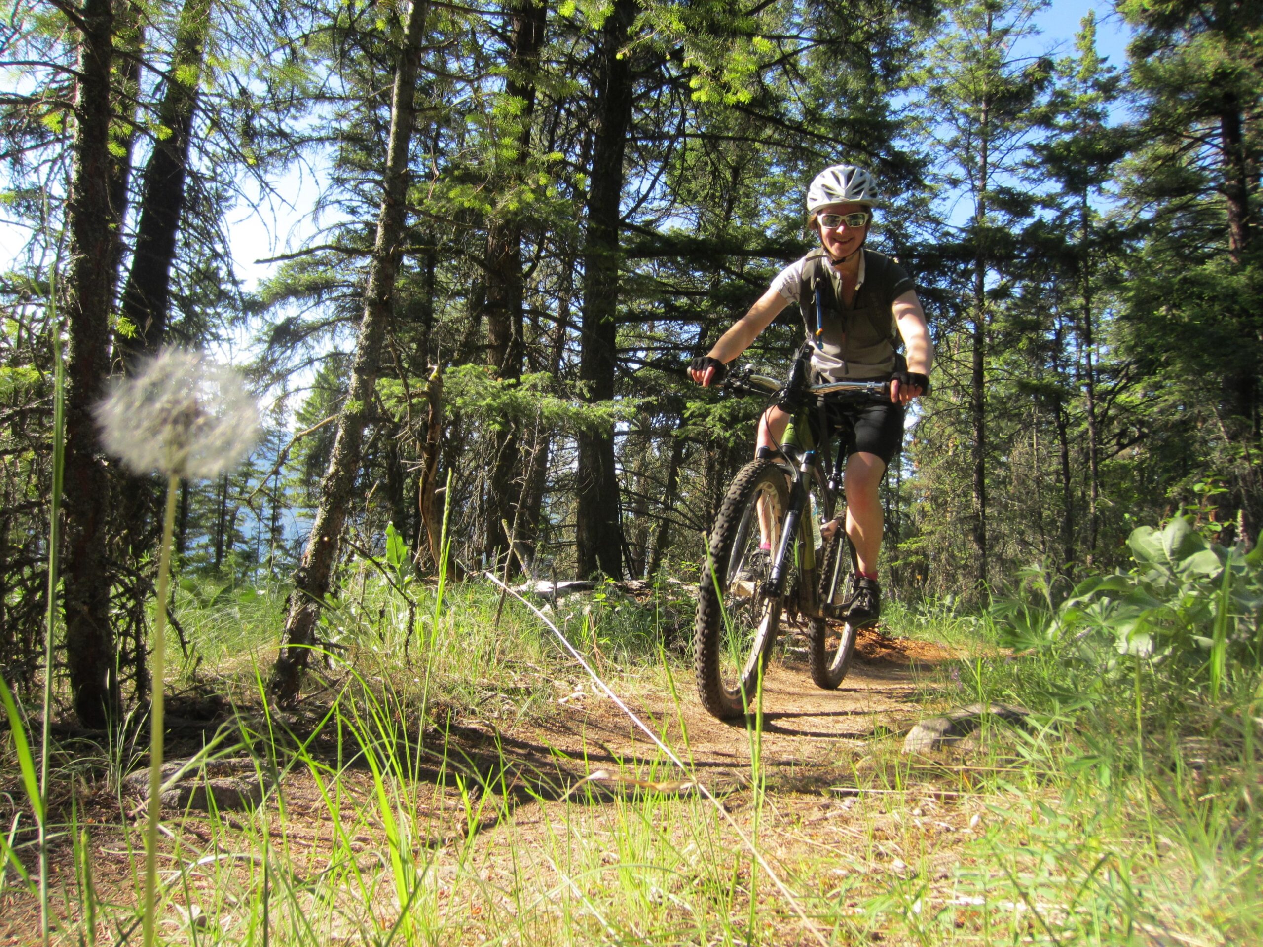 A person riding a mountain bike on a narrow trail surrounded by tall trees and greenery. The sun is shining brightly, creating a vibrant outdoor scene. The rider is smiling and wearing a helmet and sunglasses, indicating a leisurely biking experience in nature. Ellison Park mountain bike trail.