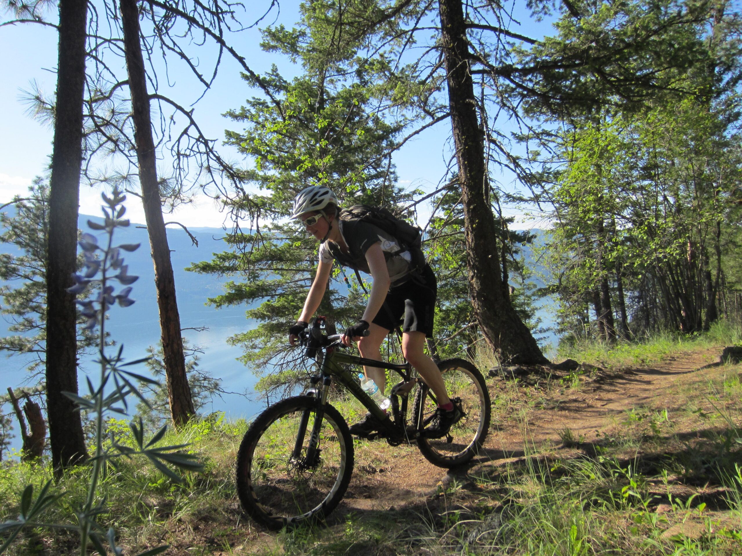 A mountain biker riding along a dirt trail surrounded by trees, with a view of a lake and hills in the background. Wildflowers are visible in the foreground, adding color to the lush green landscape. The scene is bright and sunny, capturing an active outdoor adventure. Ellison Park mountain bike trail.