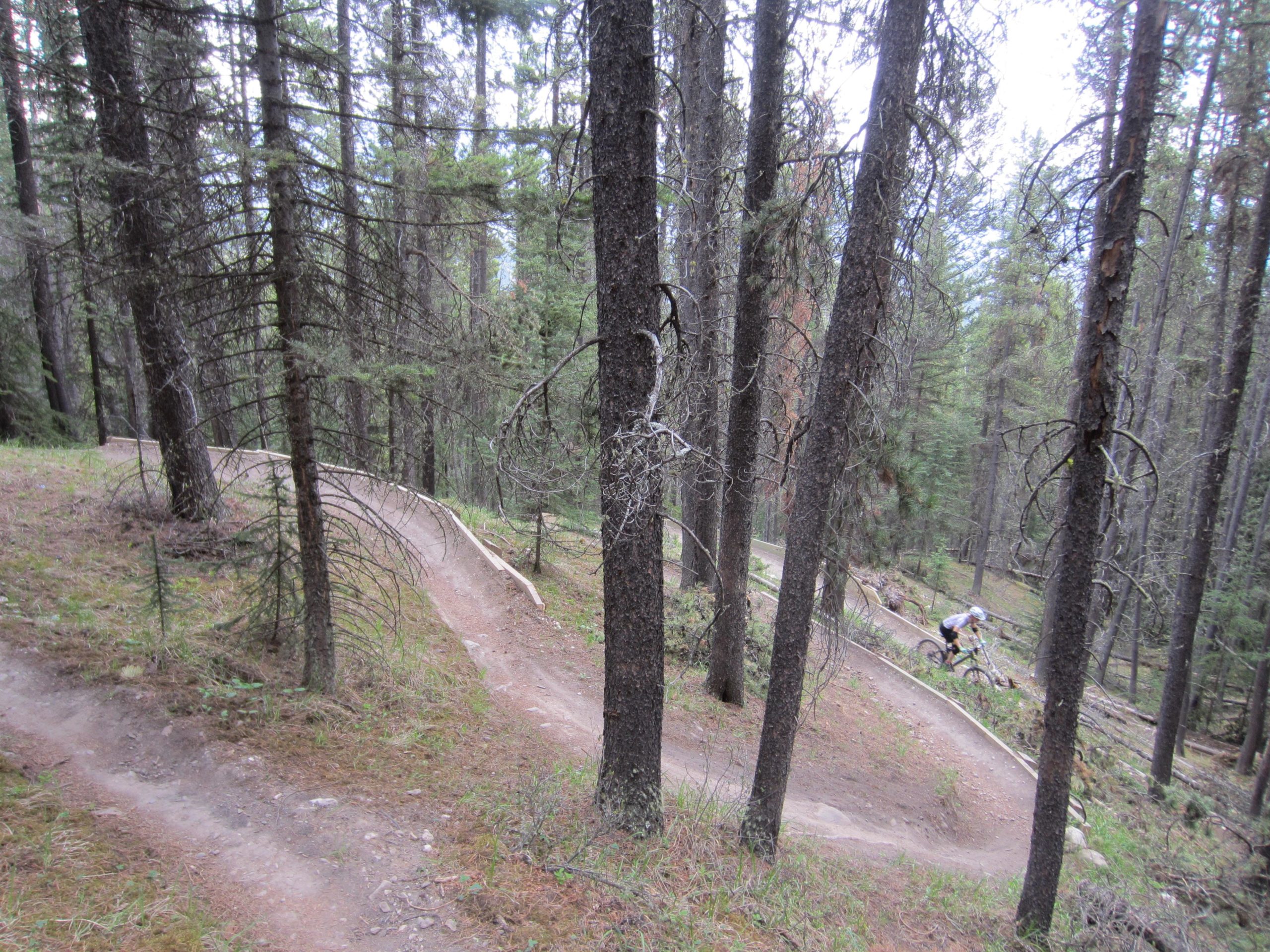 A winding dirt trail through a forest of pine trees, with a mountain biker navigating a turn in the path. Tunnel Mountain Trail System mountain bike trail.