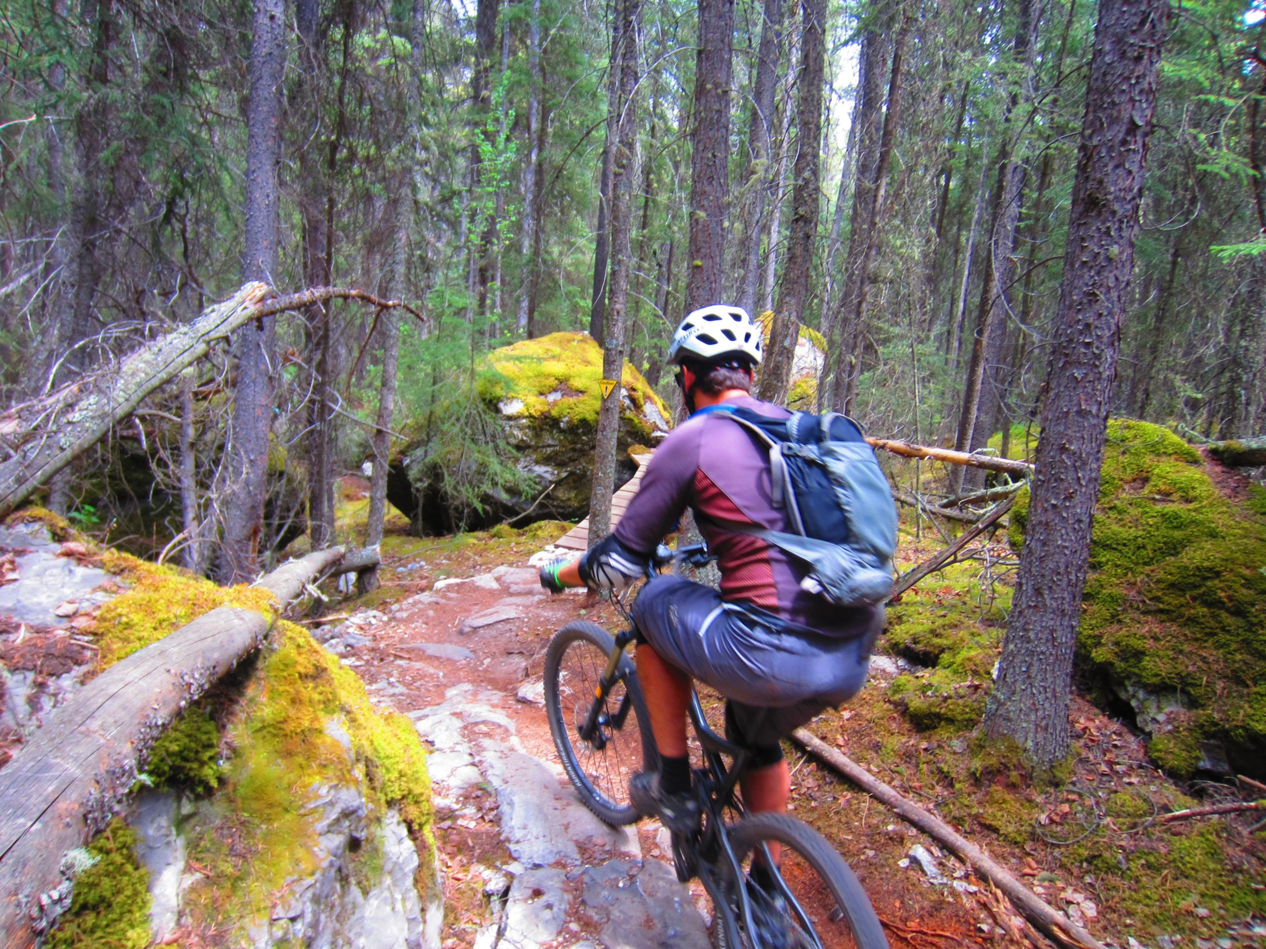 A cyclist navigating a wooded trail, surrounded by tall trees and moss-covered rocks. The path is rocky and slightly uneven, with fallen branches and green moss adding to the natural scenery. The cyclist is wearing a helmet and a backpack, focusing on the trail ahead. Tunnel Mountain Trail System mountain bike trail.