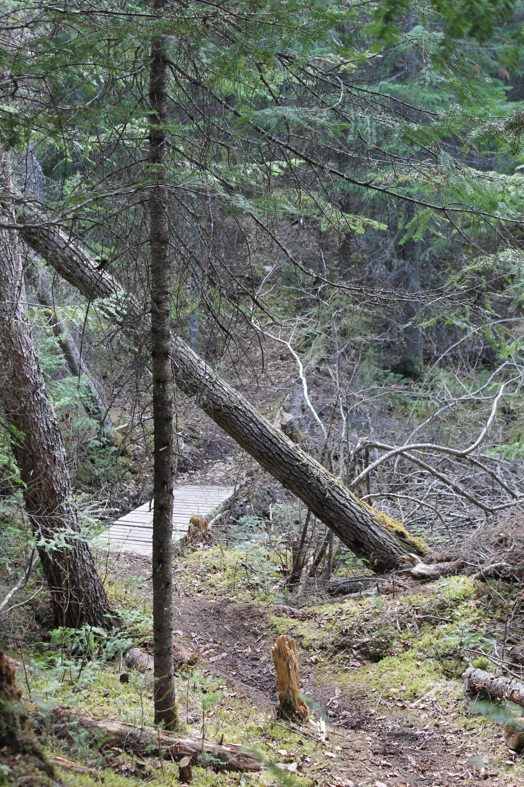 A wooded area featuring a fallen tree leaning against another tree, with a wooden bridge in the background crossing a small path. The landscape is lush with greenery, moss, and scattered branches, indicating a natural forest setting. 2K Trail mountain bike trail.
