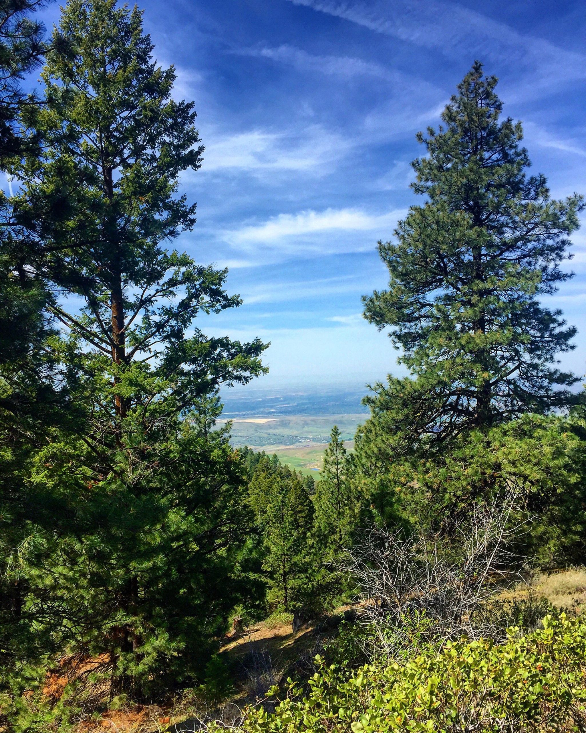 A scenic view of a mountainous landscape framed by tall pine trees. The sky is clear with wispy clouds, and a valley can be seen in the distance, showcasing lush greenery and fields. Stack Rock Loop mountain bike trail.