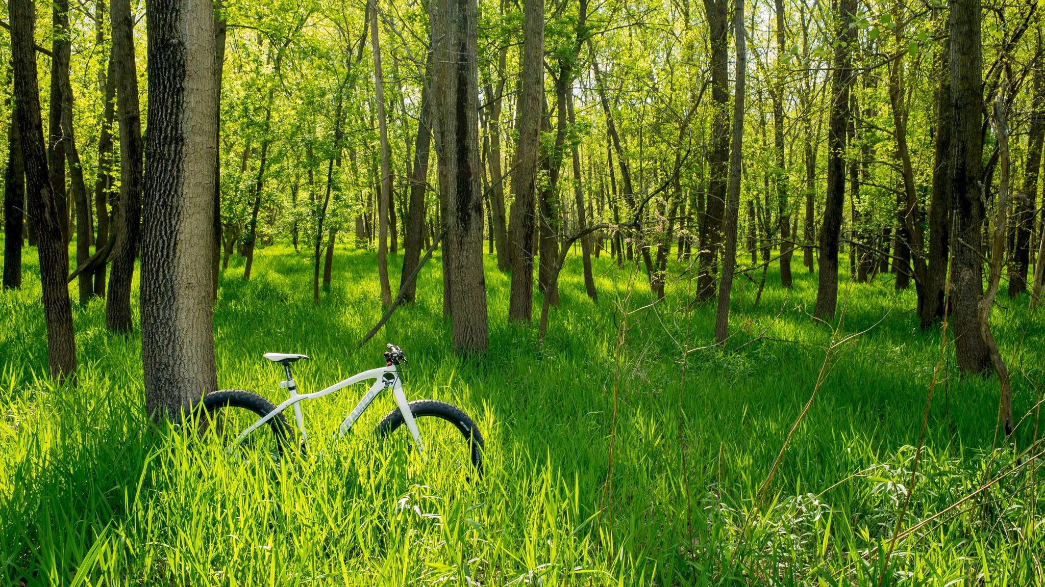 A white bicycle partially hidden in lush green grass among tall trees in a vibrant forest. Sunlight filters through the leaves, illuminating the scene. Farmdale Reservoir Recreation Area mountain bike trail.