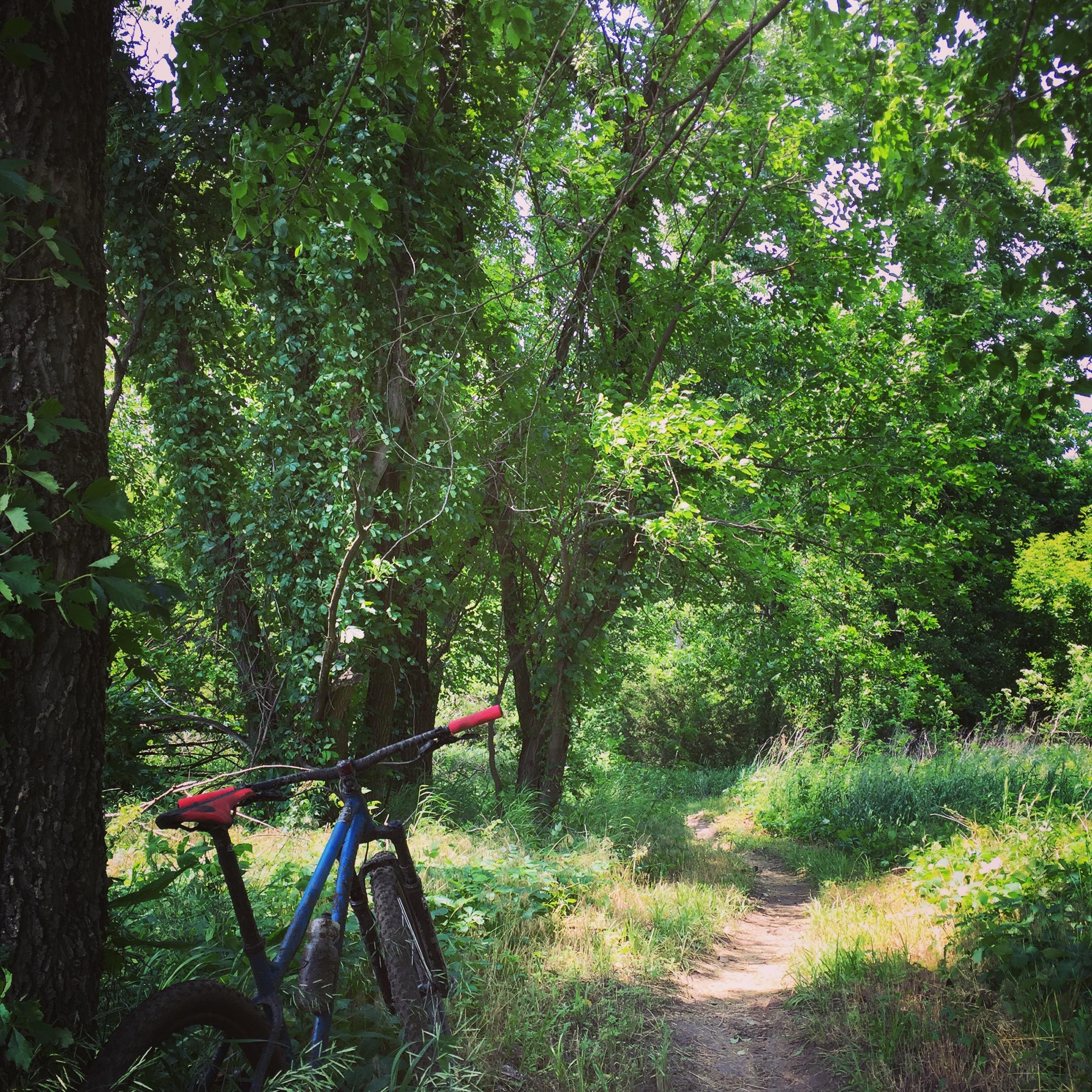 A mountain bike rests against a tree in a lush green forest, with dense foliage and a winding dirt path visible in the background. Lawrence Riverfront Trails mountain bike trail.