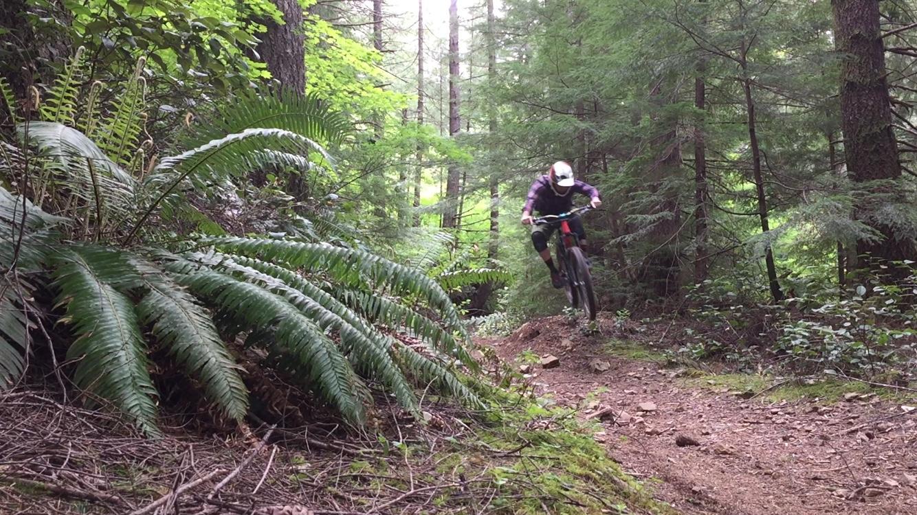 A mountain biker jumps off a small gravel ramp through a lush green forest. Ferns and trees surround the trail, with dappled sunlight illuminating the scene. The rider is wearing a helmet and protective gear, showcasing an action-packed moment in nature. Cold Creek mountain bike trail.