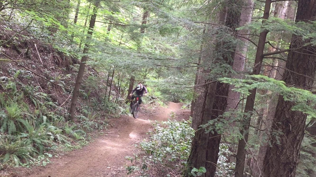 A mountain biker performing a jump on a dirt trail through a lush, green forest, with tall trees and ferns surrounding the path. Cold Creek mountain bike trail.