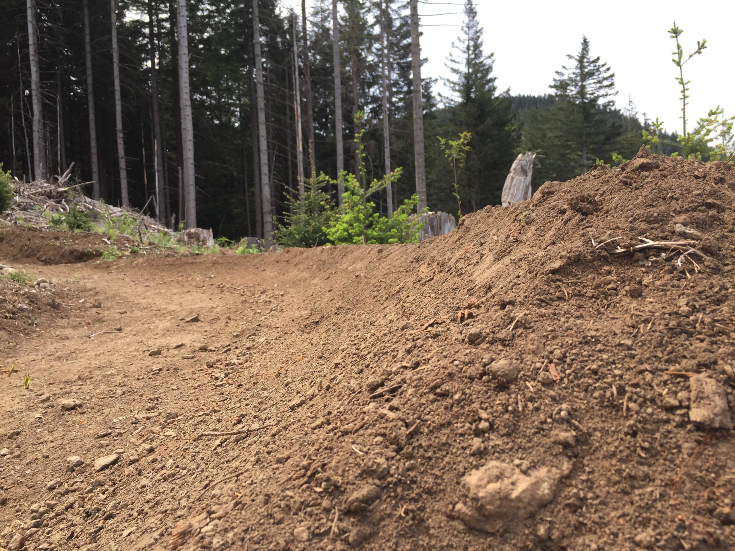 A close-up view of a dirt trail winding through a forest. The foreground features a mound of dirt, while the background shows tall trees and greenery. The scene is illuminated with natural light, indicating a sunny day. Cold Creek mountain bike trail.