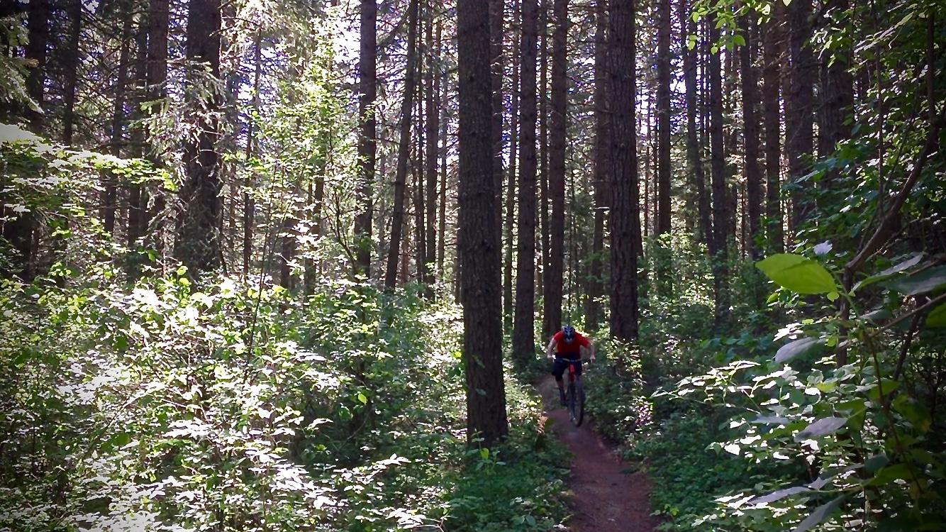 A cyclist riding along a narrow dirt trail through a lush green forest, surrounded by tall trees and thick vegetation. Sunlight filters through the foliage, creating a bright and vibrant atmosphere. Whoopdee mountain bike trail.