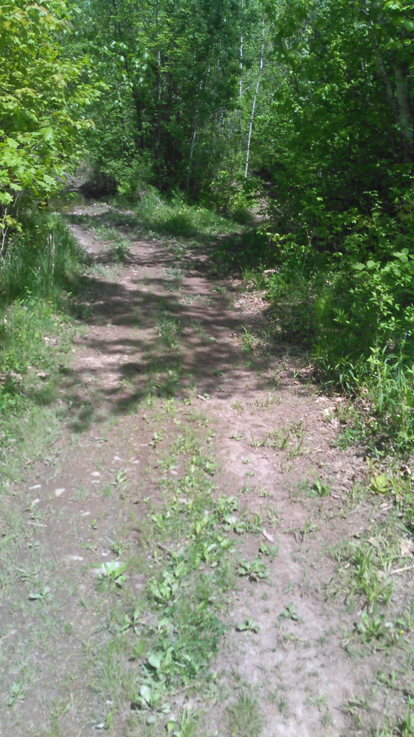 A narrow dirt path winds through a lush green forest, flanked by dense foliage and sunlight filtering through the trees. The ground is a mix of soil and grass, with patches of wild plants growing alongside. Blue Trail mountain bike trail.