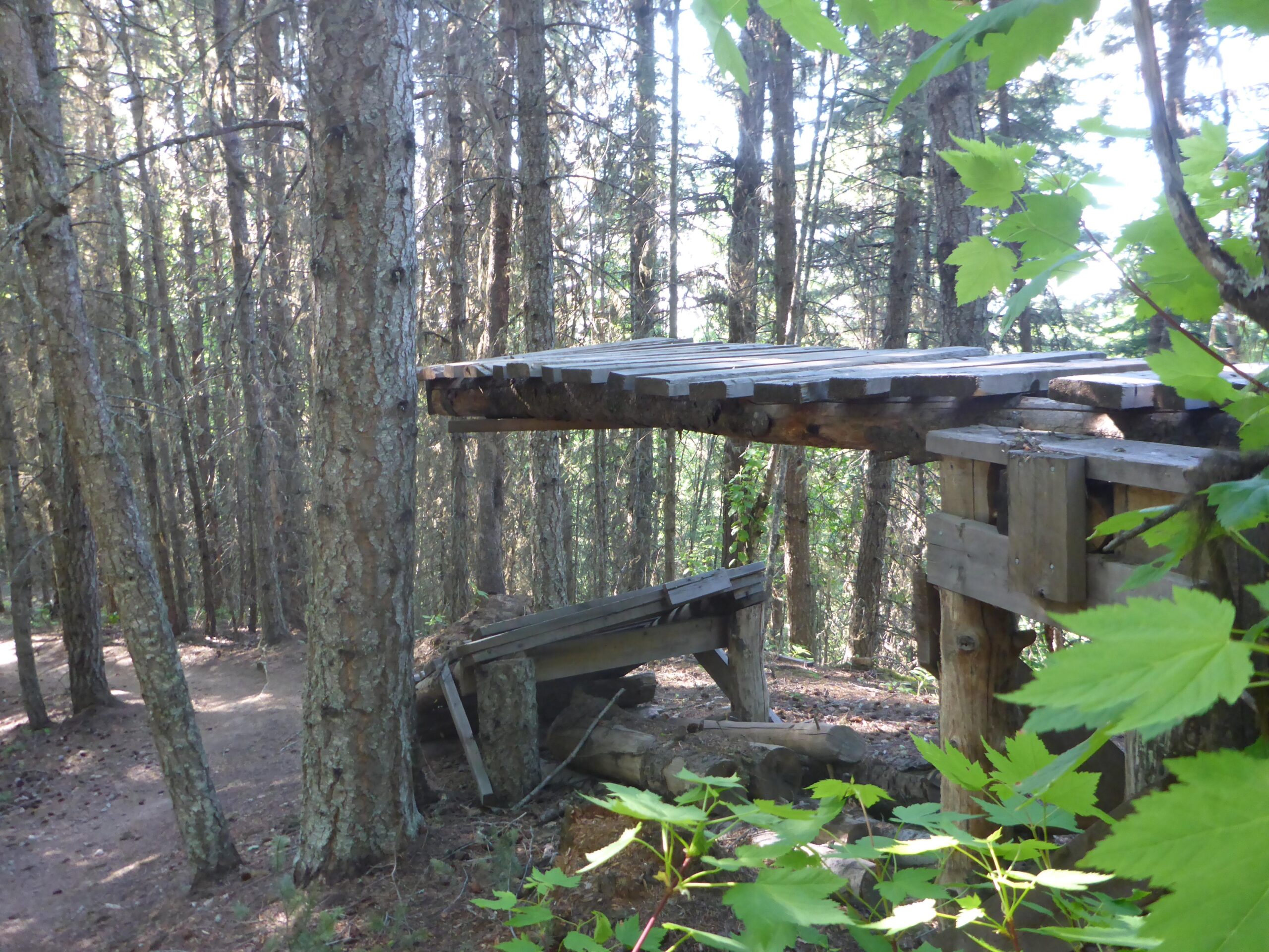 A rustic wooden shelter or lookout partially hidden among tall trees in a forest, with a dirt path visible in the background and green leaves framing the scene. Piderney Recreation Site mountain bike trail.