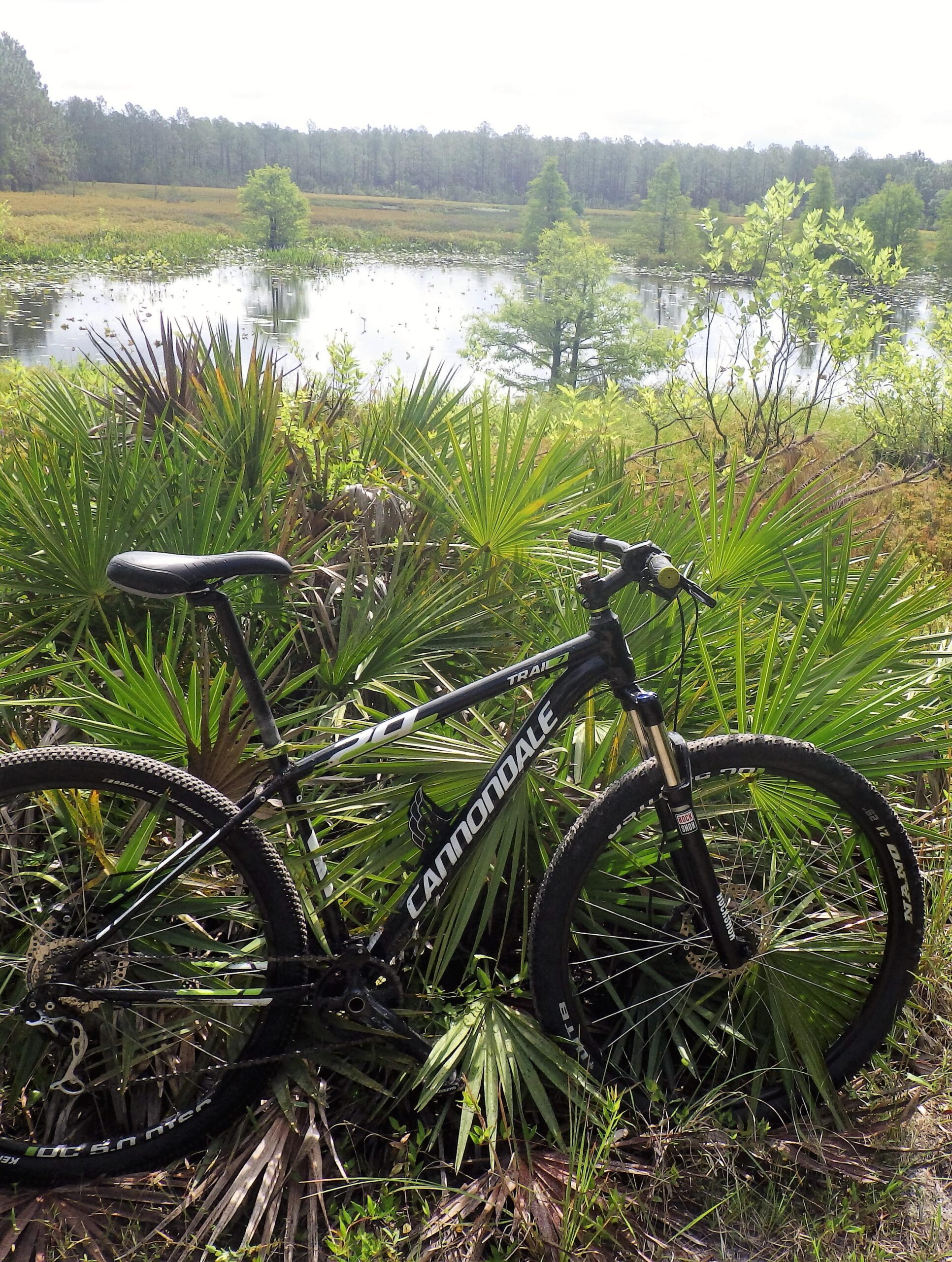 Cannondale Trail: A black Cannondale mountain bike is leaned against green palm plants, overlooking a serene pond surrounded by lush vegetation and trees. The sun is shining, and the landscape features a mix of grass and water, creating a peaceful outdoor scene ideal for biking and nature exploration.