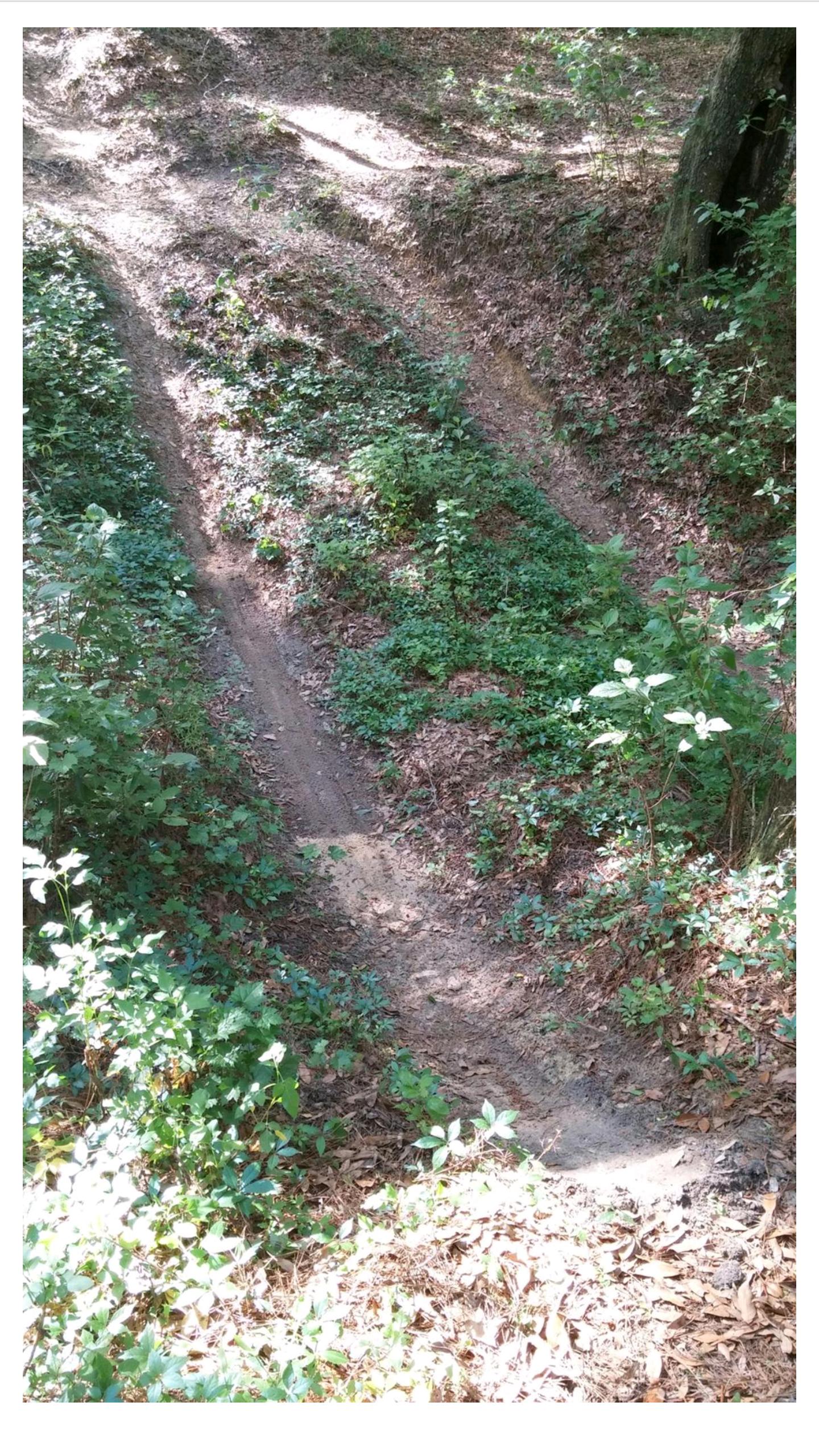 A dirt pathway leads down through a forested area, surrounded by greenery and fallen leaves. The trail is flanked by small plants and shrubs, with the sunlight filtering through the tree canopy above. Withlacoochee State Forest: Croom Section mountain bike trail.