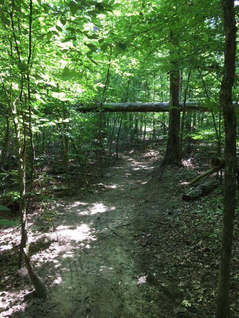 A sunlit trail winding through a dense forest, with a fallen tree partially obstructing the path. Lush green foliage surrounds the trail, creating a serene and natural atmosphere. The Monkey Trail mountain bike trail.