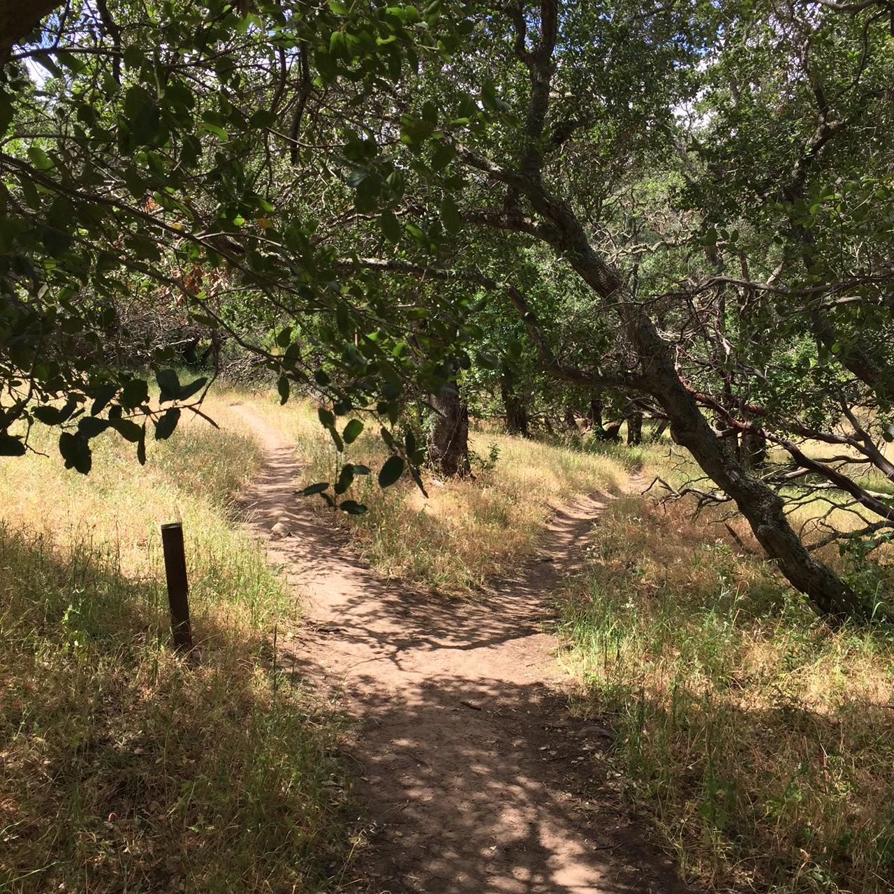 A winding dirt path through a grassy area lined with trees, with sunlight filtering through the leaves, creating dappled shadows on the ground. Rockville Park mountain bike trail.