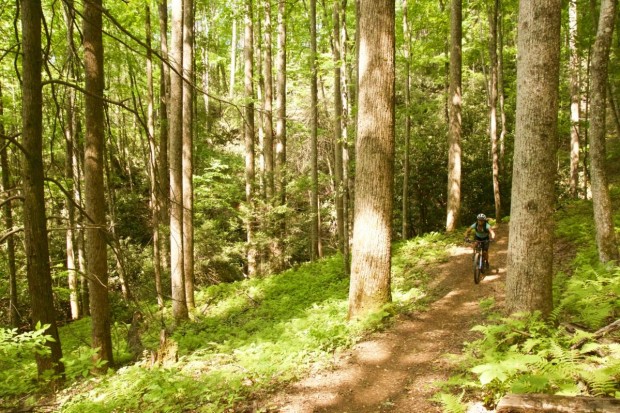 A mountain biker riding along a dirt trail surrounded by tall trees and lush green foliage in a forested area.