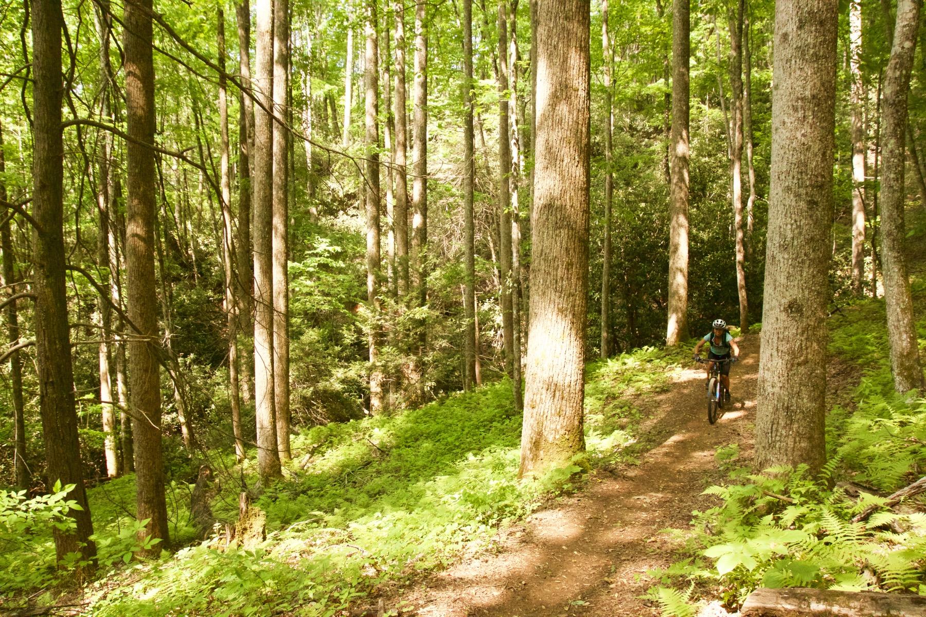 A mountain biker riding along a dirt trail surrounded by tall trees and lush green foliage in a forested area. The sunlight filters through the leaves, creating a vibrant and serene atmosphere. Bracken Preserve mountain bike trail.