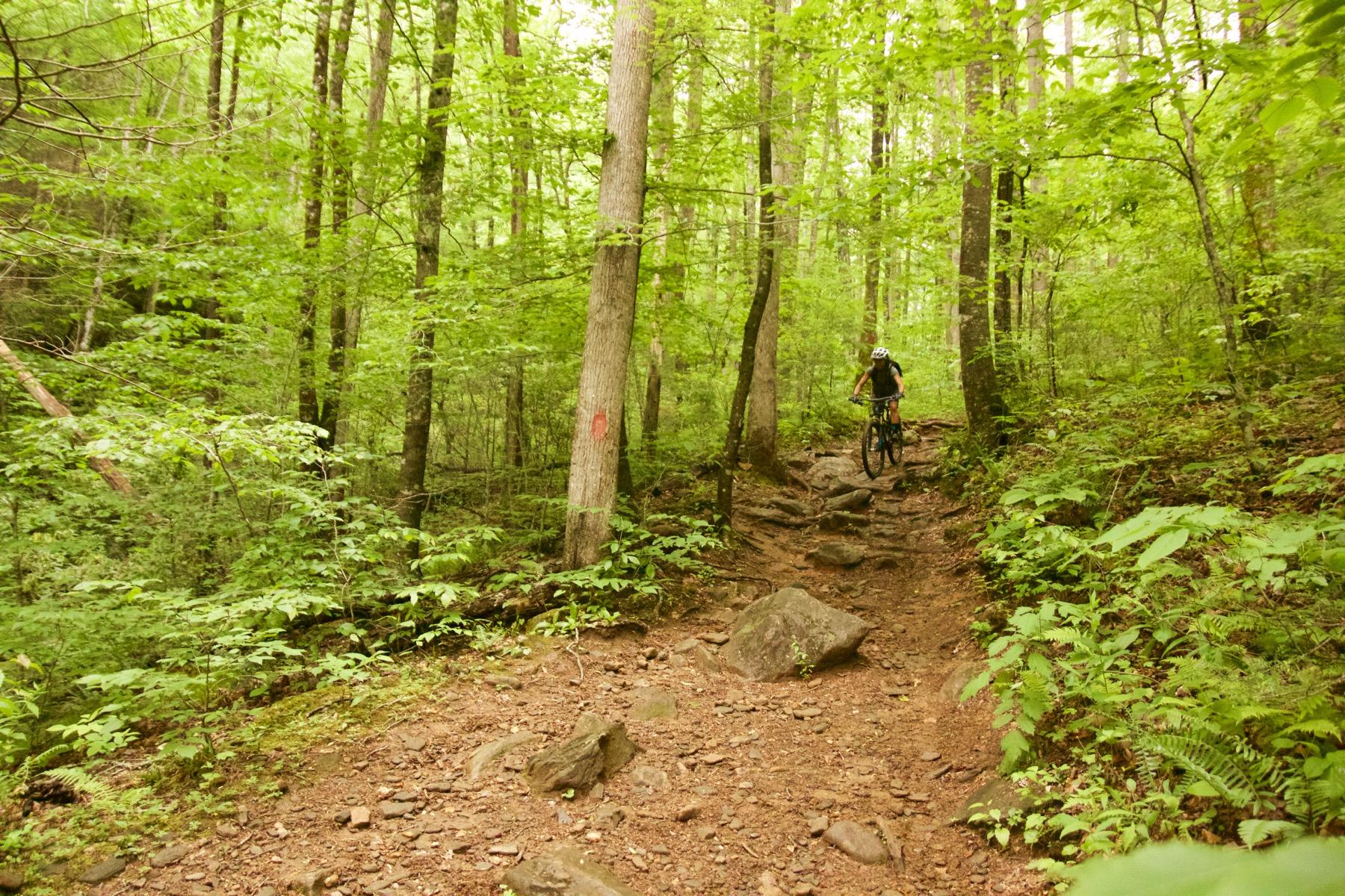 A mountain biker navigating a rocky trail in a densely wooded forest, surrounded by vibrant green foliage and trees. The path is uneven with visible rocks and dirt, indicating a rugged outdoor environment. Daniel Ridge mountain bike trail.