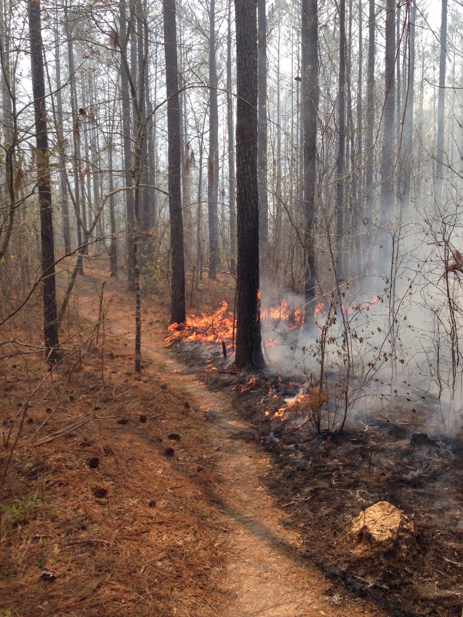 A forest scene depicting a small wildfire, with flames and smoke visible near a dirt path winding through tall, charred trees. The ground is covered in pine needles and there are burnt areas, indicating recent fire activity. Mt. Zion Bike Trails mountain bike trail.