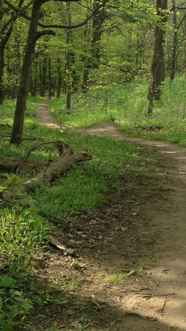 A serene forest scene featuring two winding dirt paths surrounded by lush green foliage and trees. Sunlight filters through the leaves, creating a peaceful, natural atmosphere. A fallen log lies on the ground, adding to the rustic charm of the woodland setting. Bronte Creek North Trail mountain bike trail.
