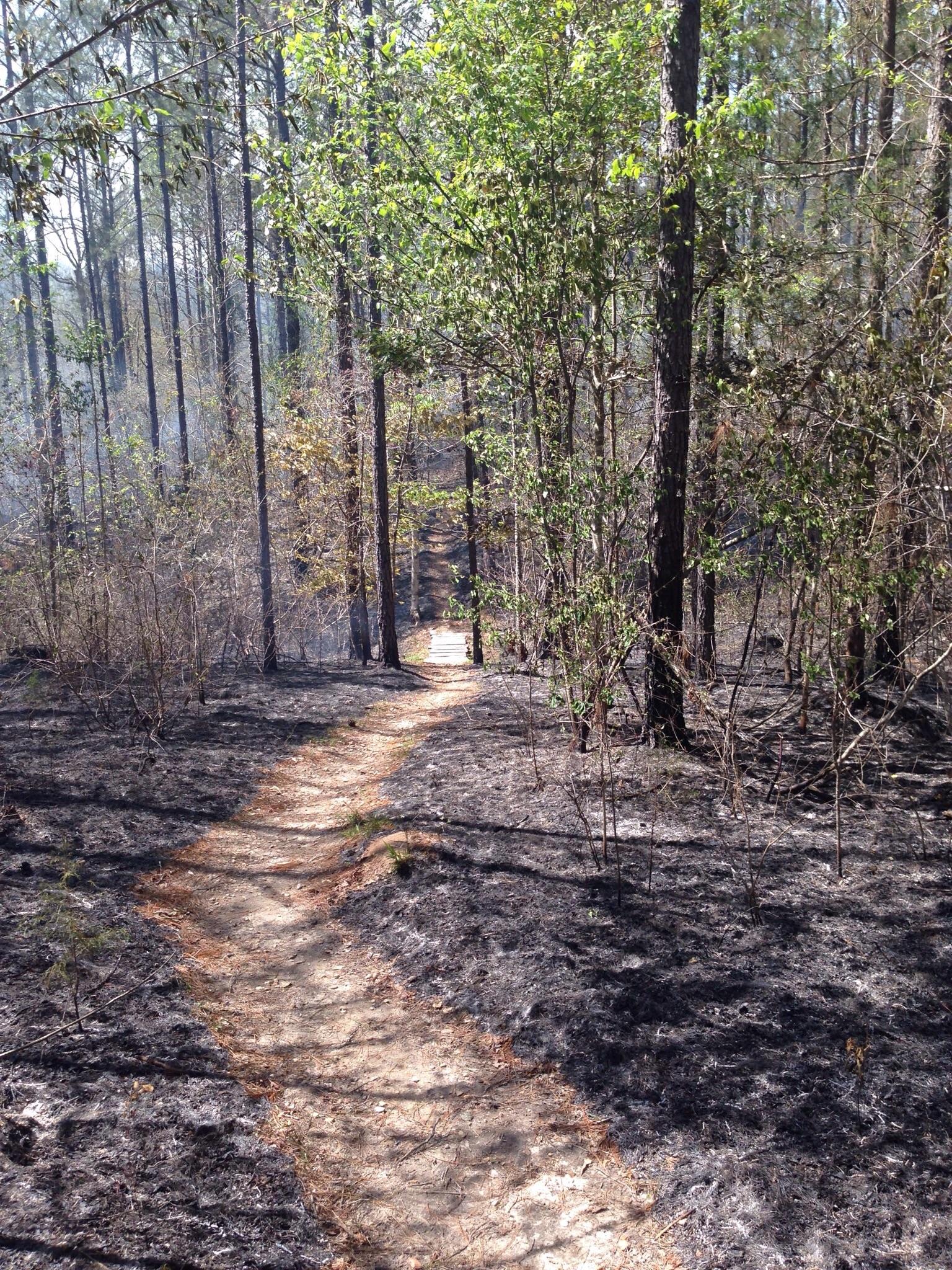 A winding dirt path through a forest showing signs of fire damage, with charred ground and blackened tree trunks on either side. Green foliage is visible above, indicating regrowth after the fire. Mt. Zion Bike Trails mountain bike trail.