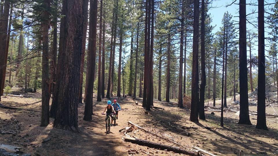 Two people biking on a forest trail surrounded by tall pine trees, with sunlight filtering through the branches. The ground is covered in pine needles and scattered debris, indicating a natural outdoor setting. Tahoe Rim Trail mountain bike trail.