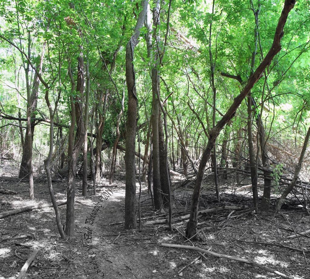 A dense forest scene featuring tall trees with lush green foliage, casting dappled light onto a winding dirt path covered in dry leaves and fallen branches. The underbrush is thick, creating a natural, secluded atmosphere. Stoner Park mountain bike trail.