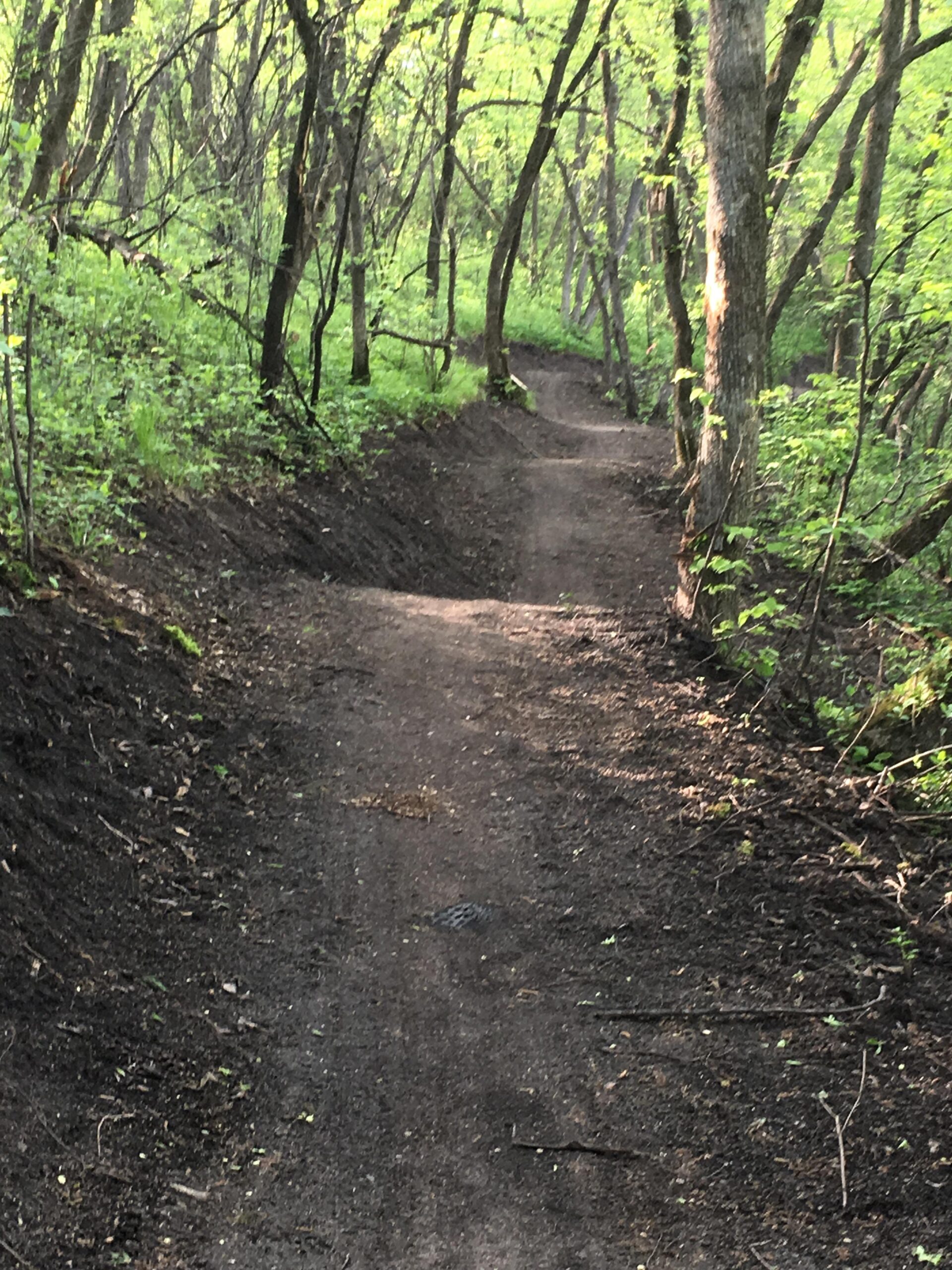 A narrow dirt path winding through a lush green forest, lined with trees and foliage, under soft natural light. Bertram Chain of Lakes Trail mountain bike trail.
